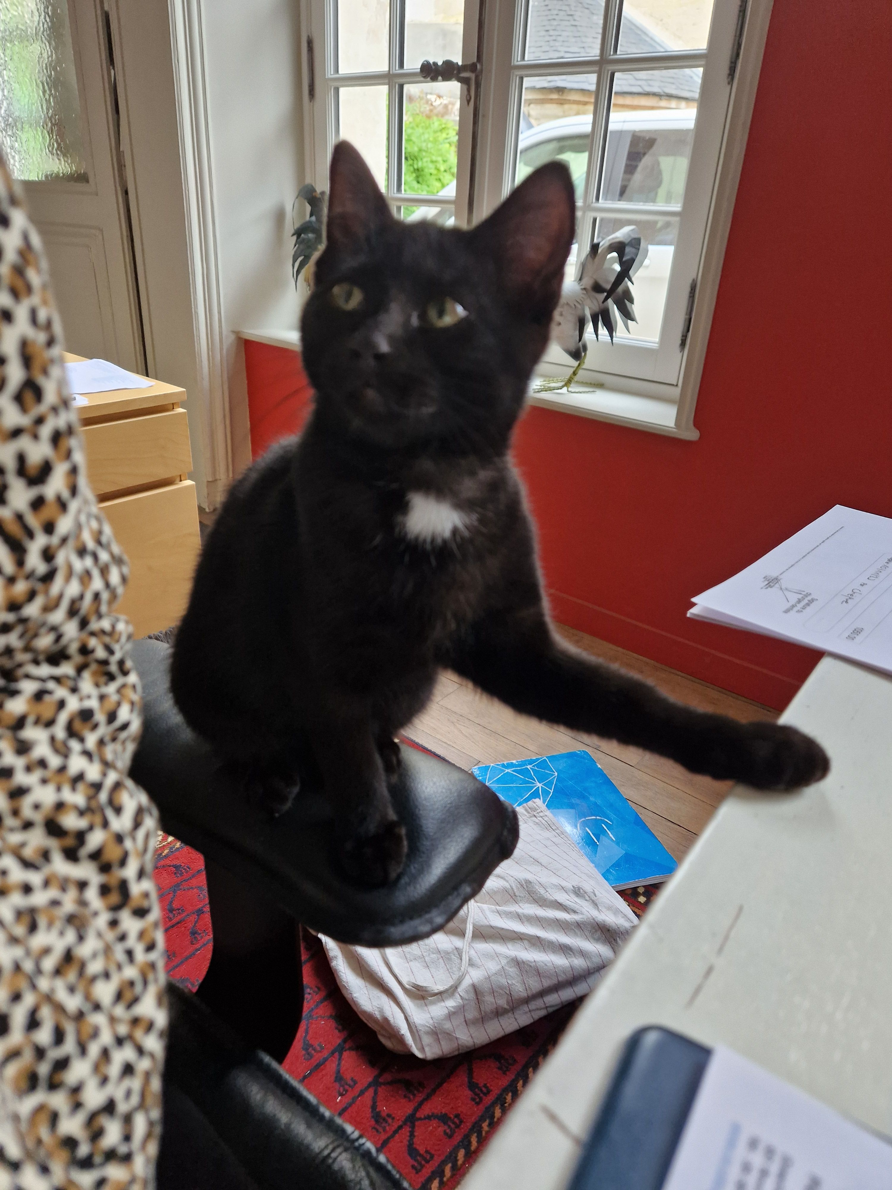 Pézouille  - Rue Plocq, Soissons