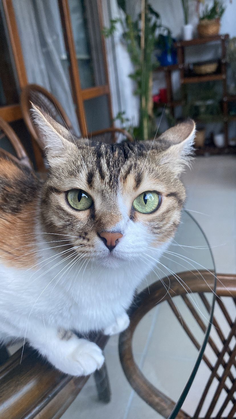 Merso - Eski Meram Caddesi, Konya