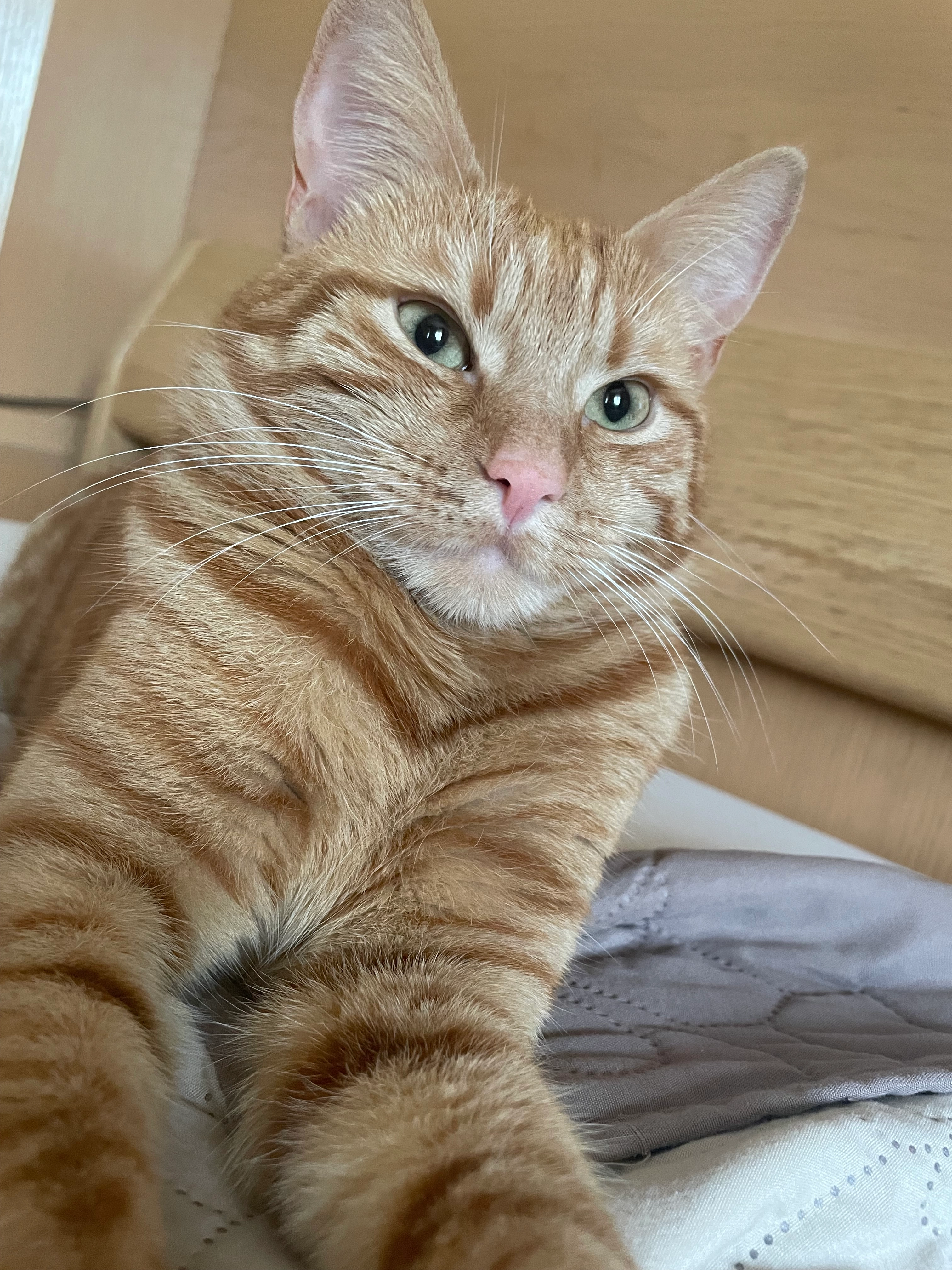 Tom - Ehmsenstraße, Dortmund