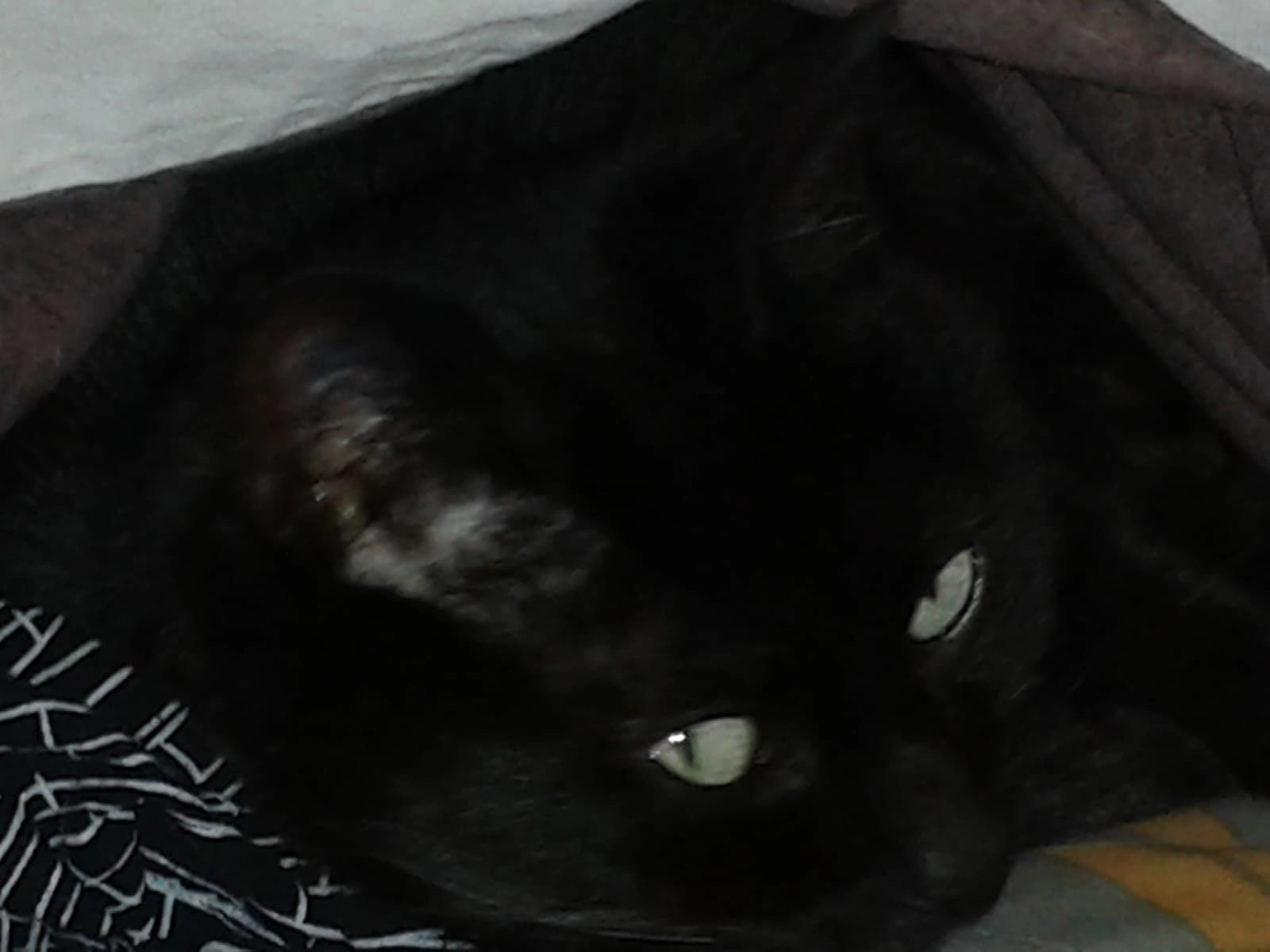 Lola - Impasse Des Gilardes, Rezé