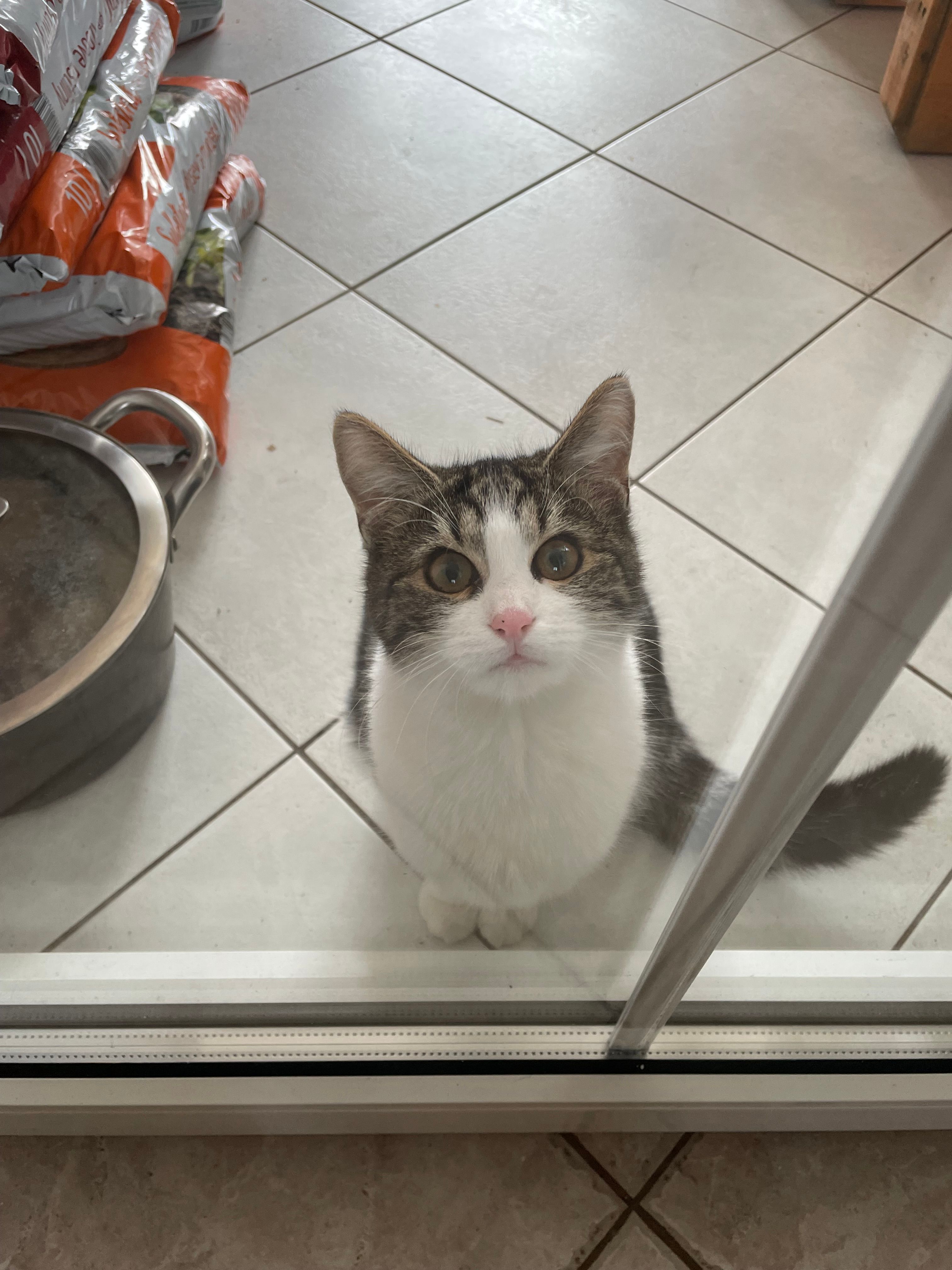 míca - Modřínová, Letkov