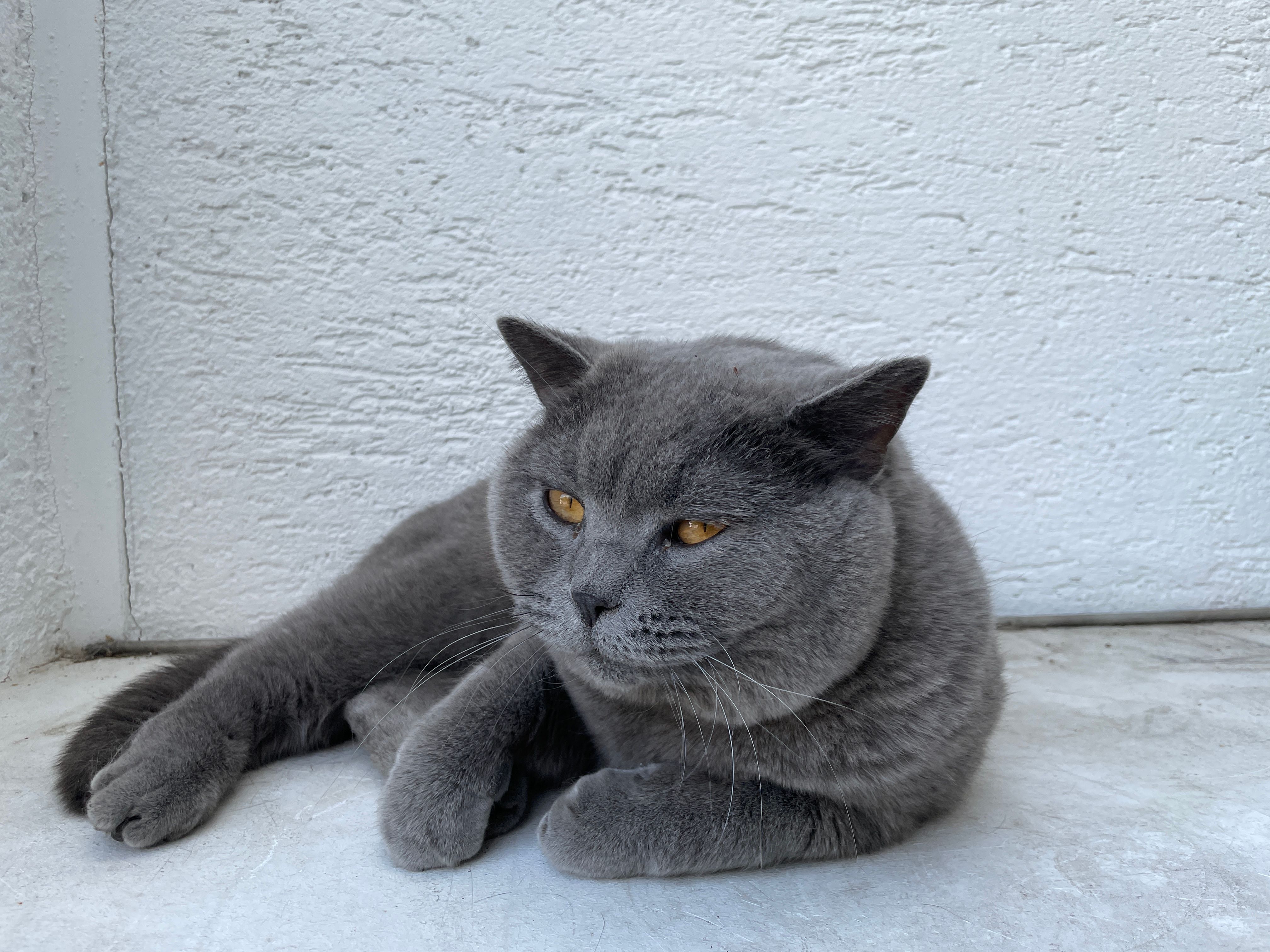 Baloo - Beatusstraße, Koblenz