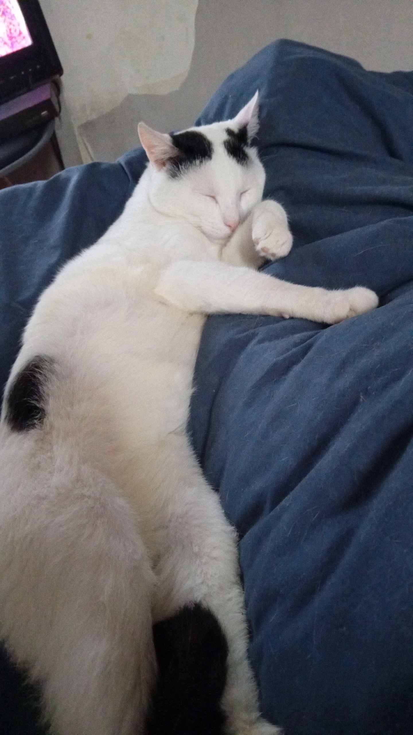 Coco - 70 Boulevard Jean Jaurès, Coudekerque-Branche