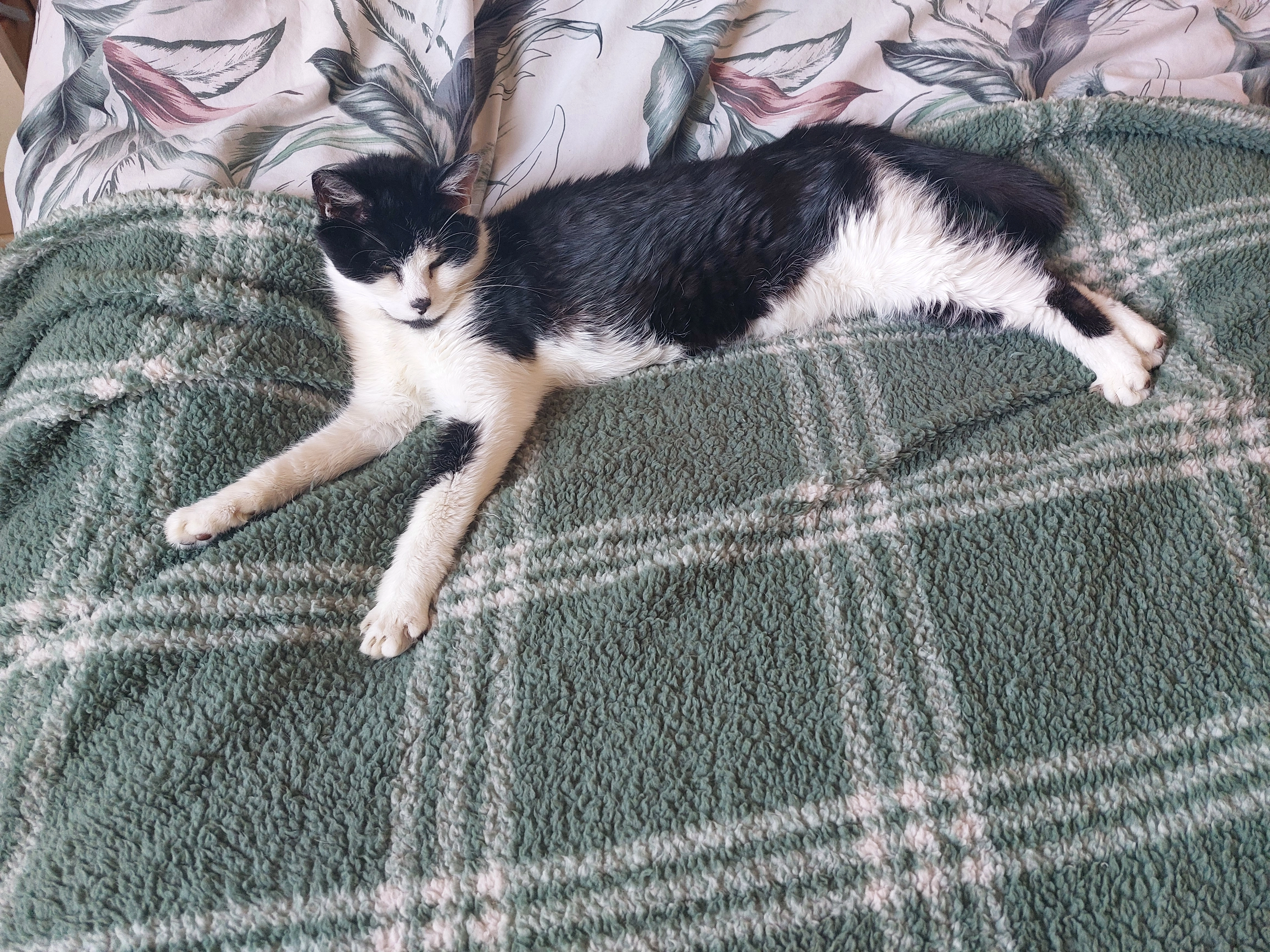 Nellie - Larkspur Drive, Evesham