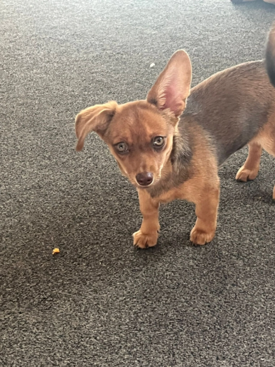 Blossom - London LOOP, London
