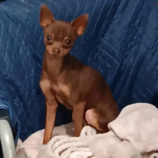 Boy - 1399 Lulitree Rd, Colton