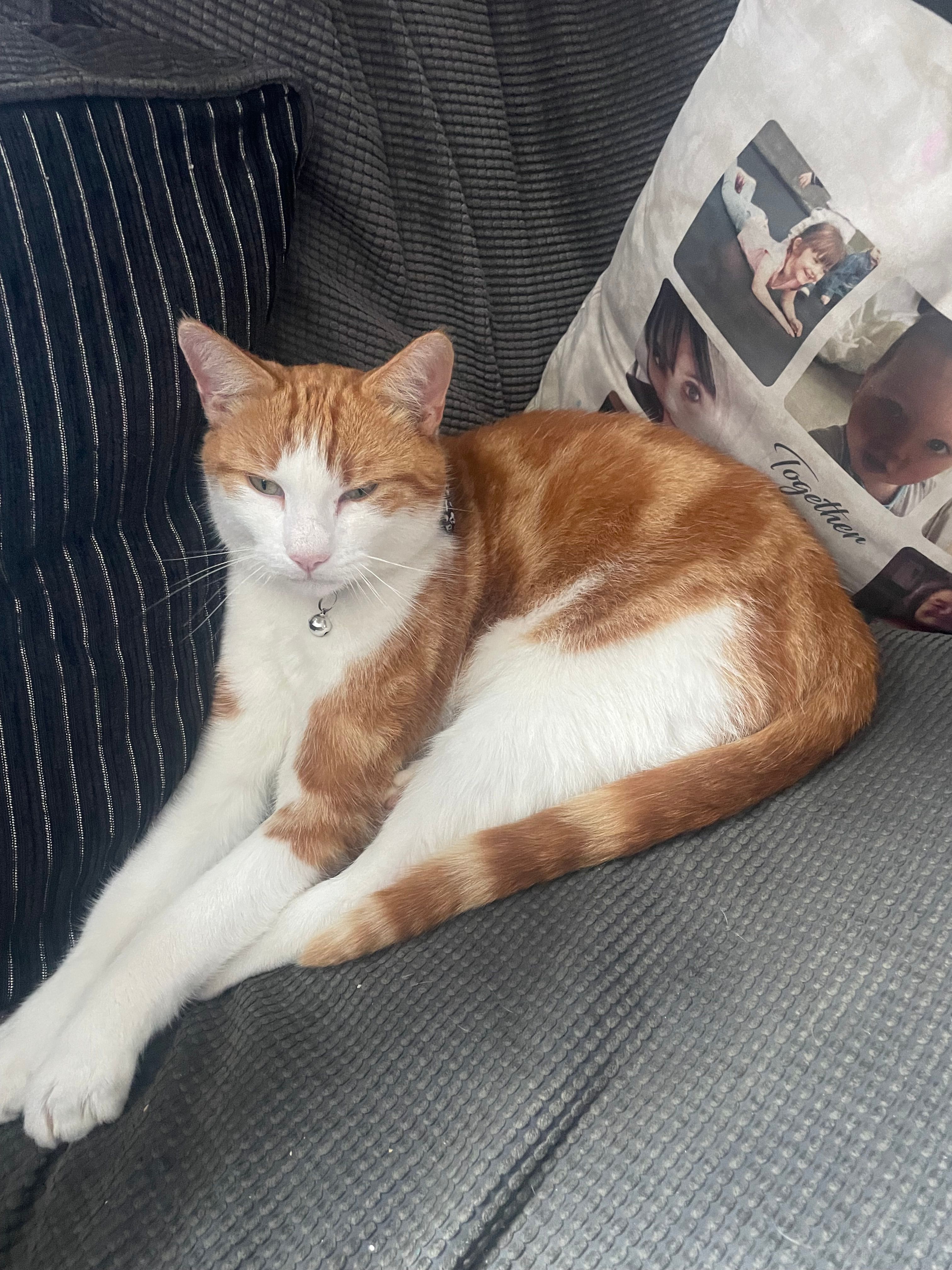 Percy - Marmion Drive, Scunthorpe