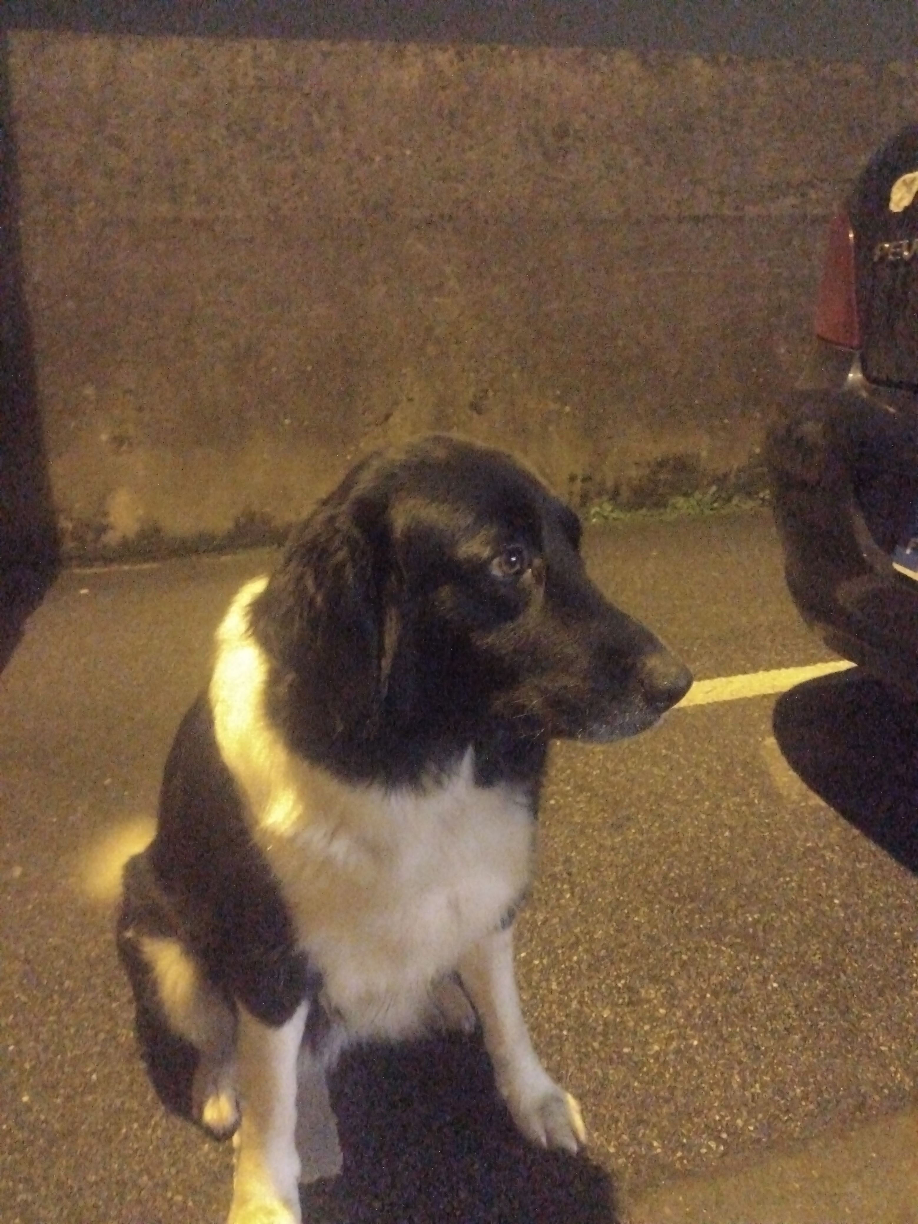 Louha - Le Bois Borgne, Bains-sur-Oust