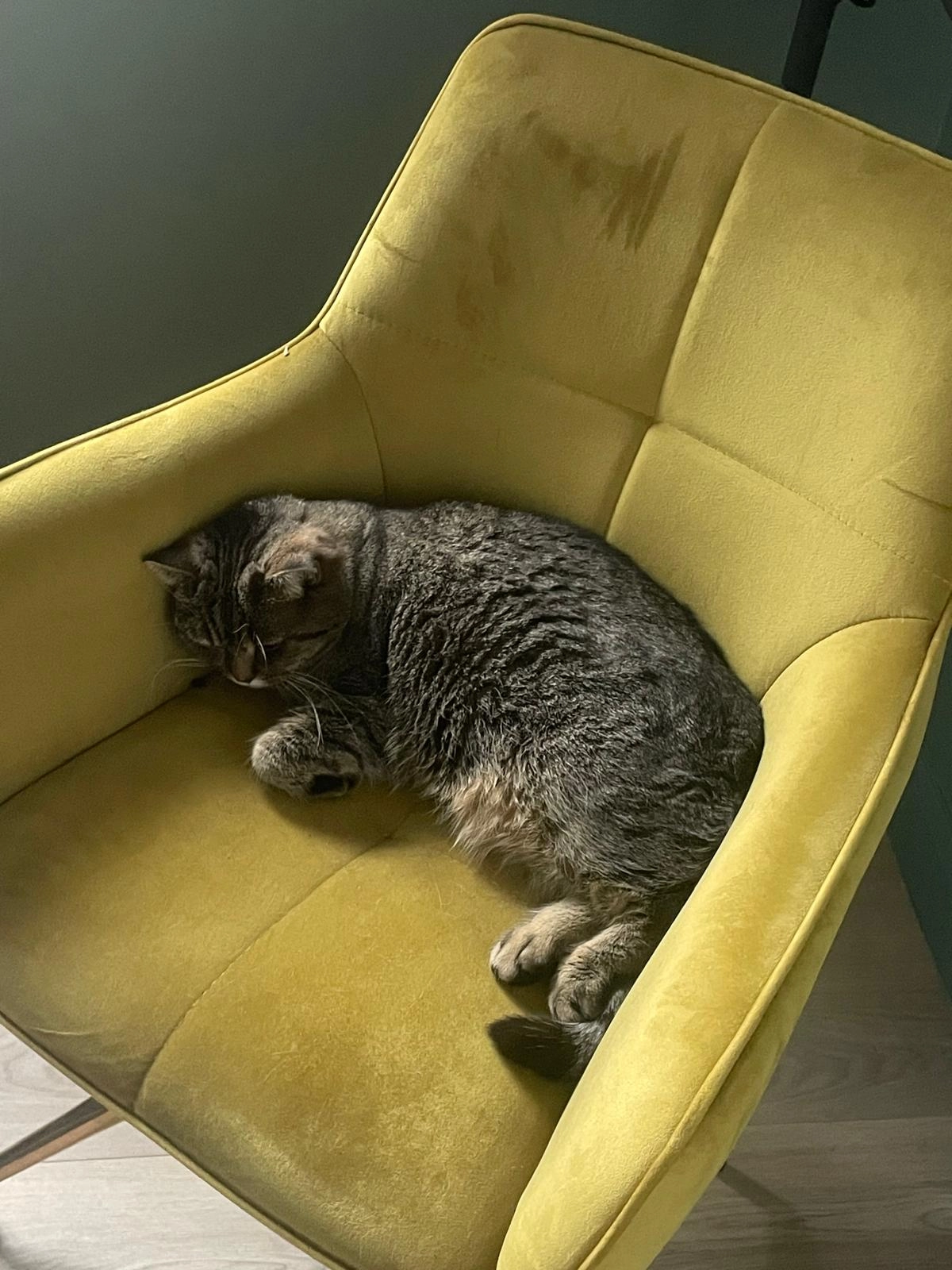 Robbie  - 7 Rue Albert 1er, Parmain