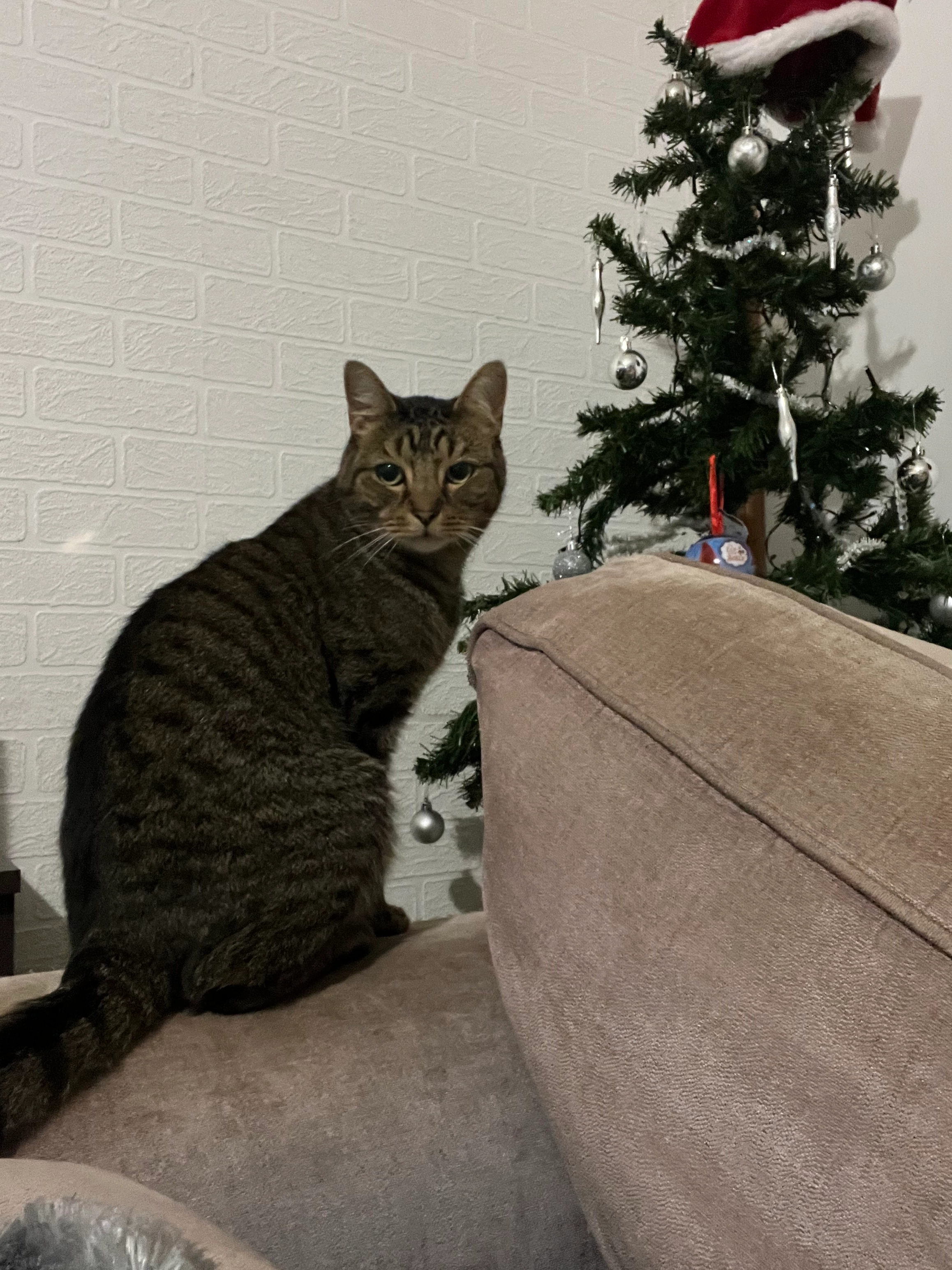 Fifty  - Bishopsfield, Harlow