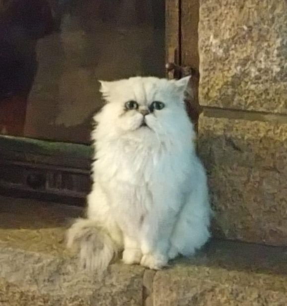 Nestea - Impasse de Porh Tramesse, Saint-Thuriau