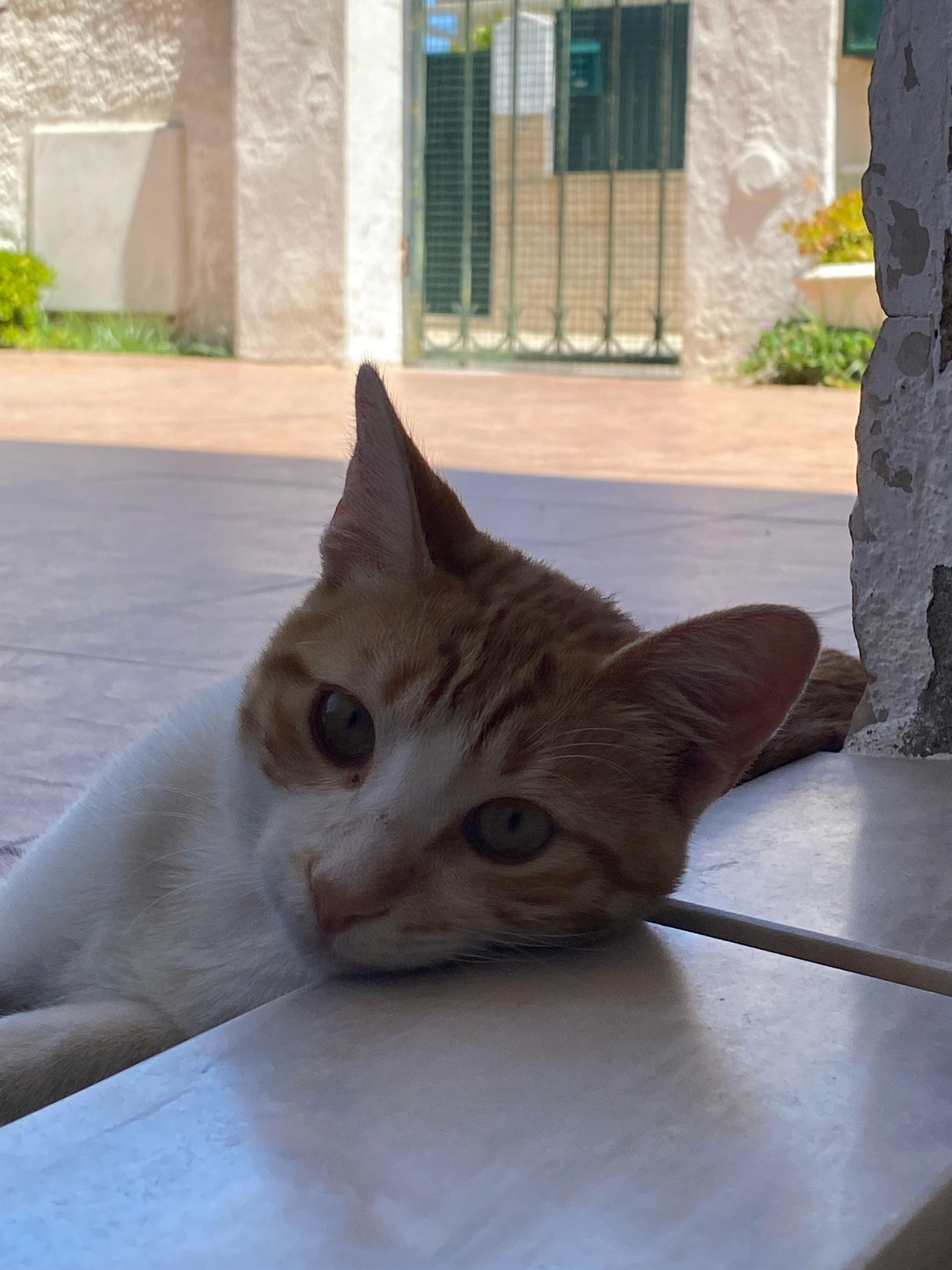 Missing Cat - Rua Dom Afonso III, Aroeira