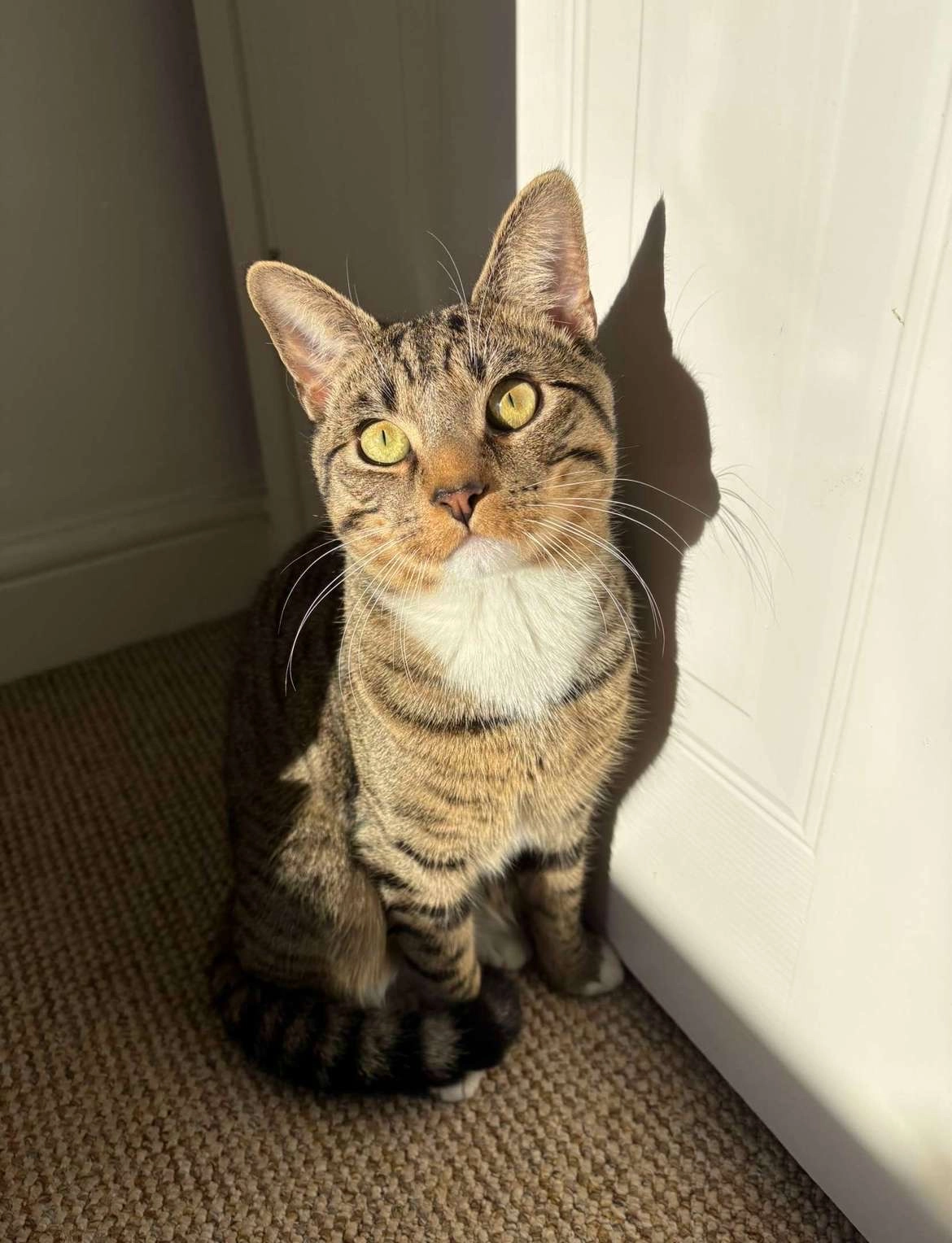 Bow - Thyme Close, Newport Pagnell