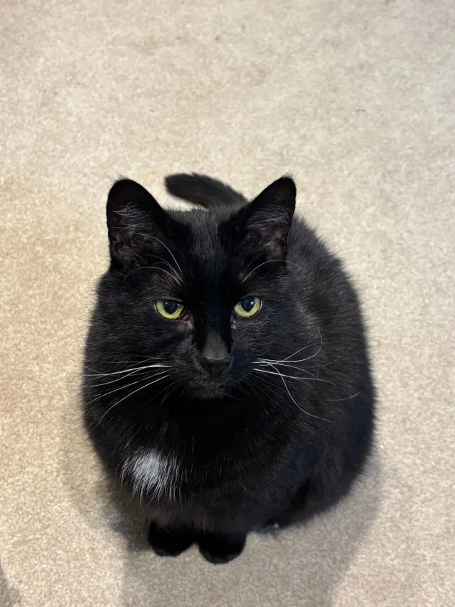 Reggie - Kennington Road, London
