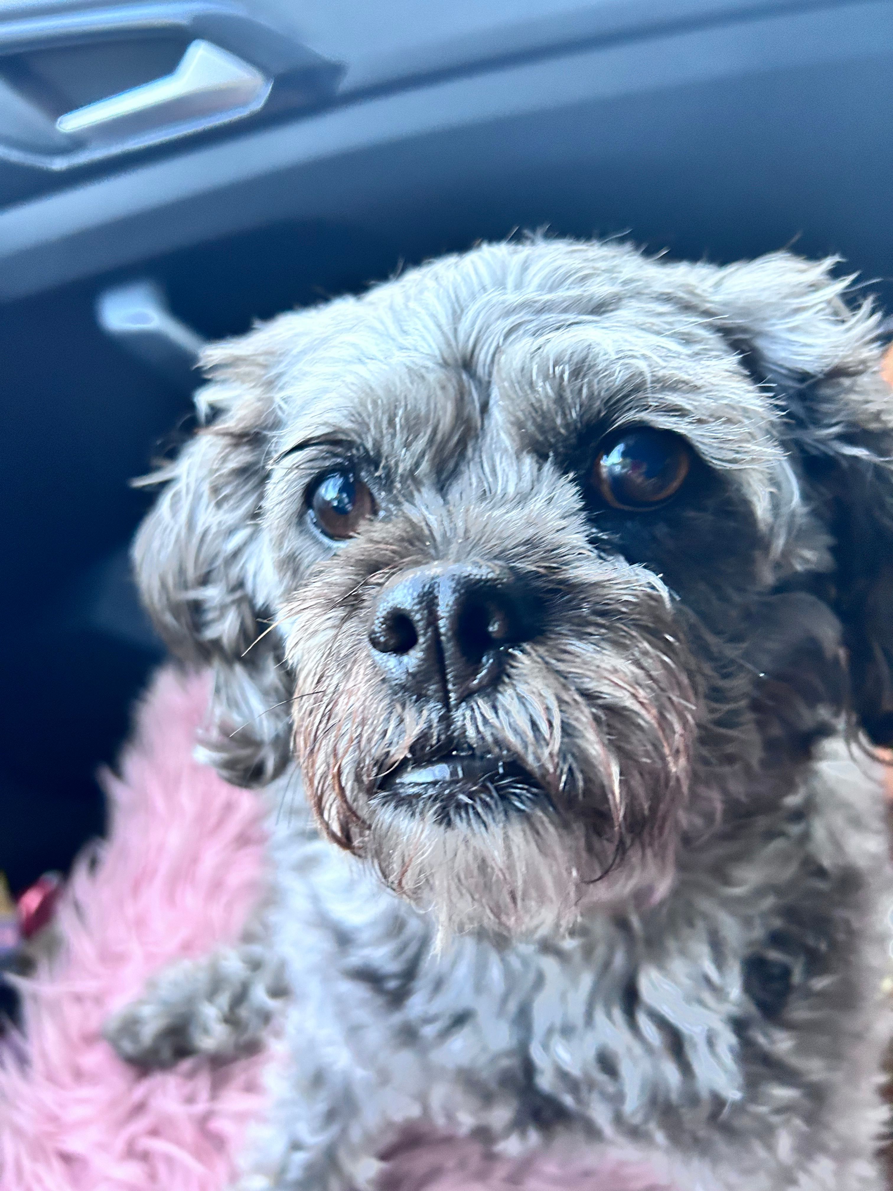 Molly - Heckscherstraße, Hamburg