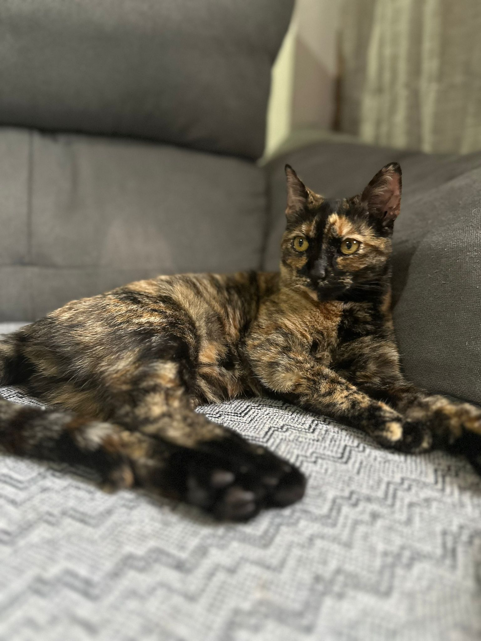 Venus - Calle Almería , ARMILLA 