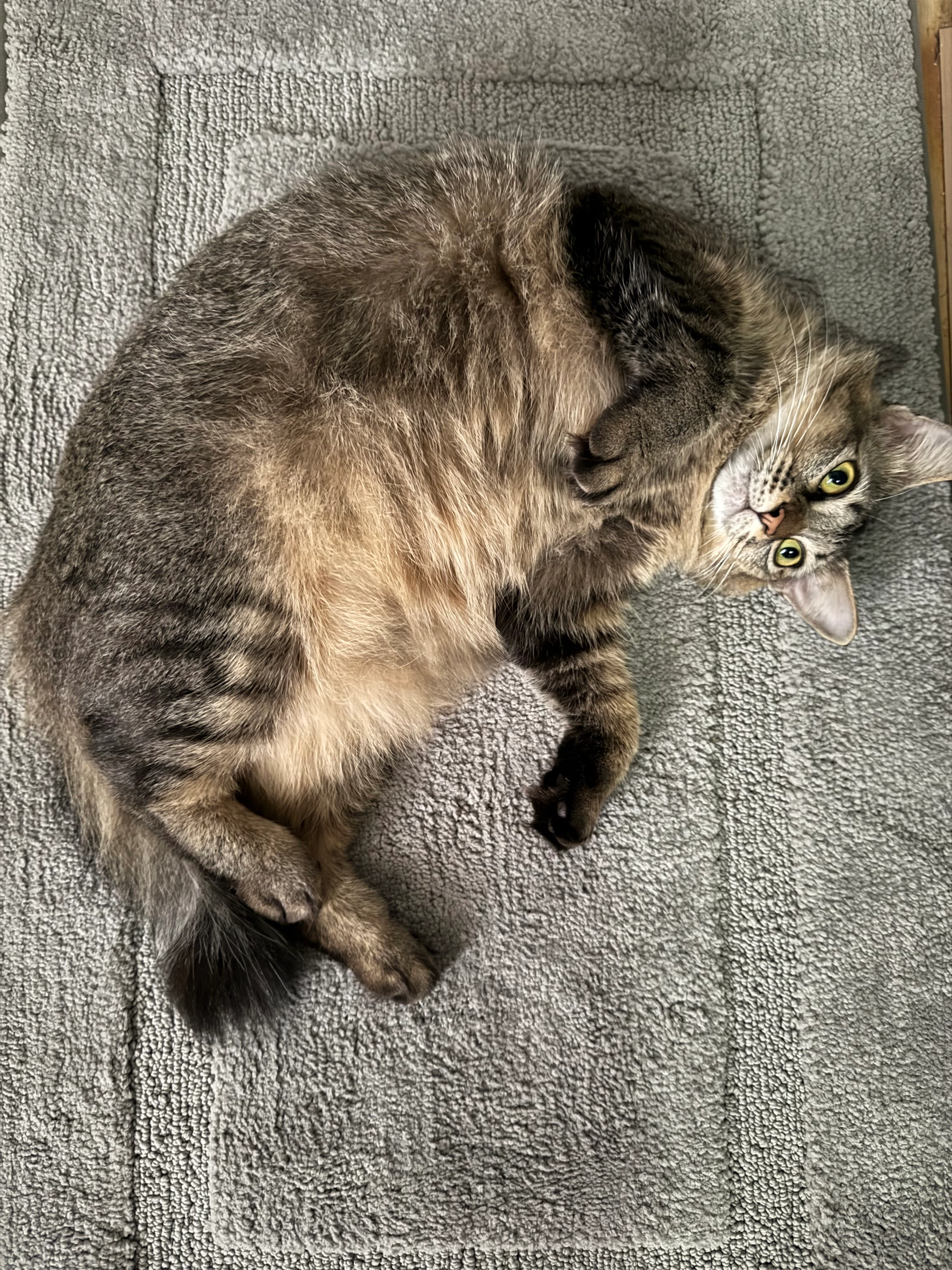 Maini - 40150, Shah Alam