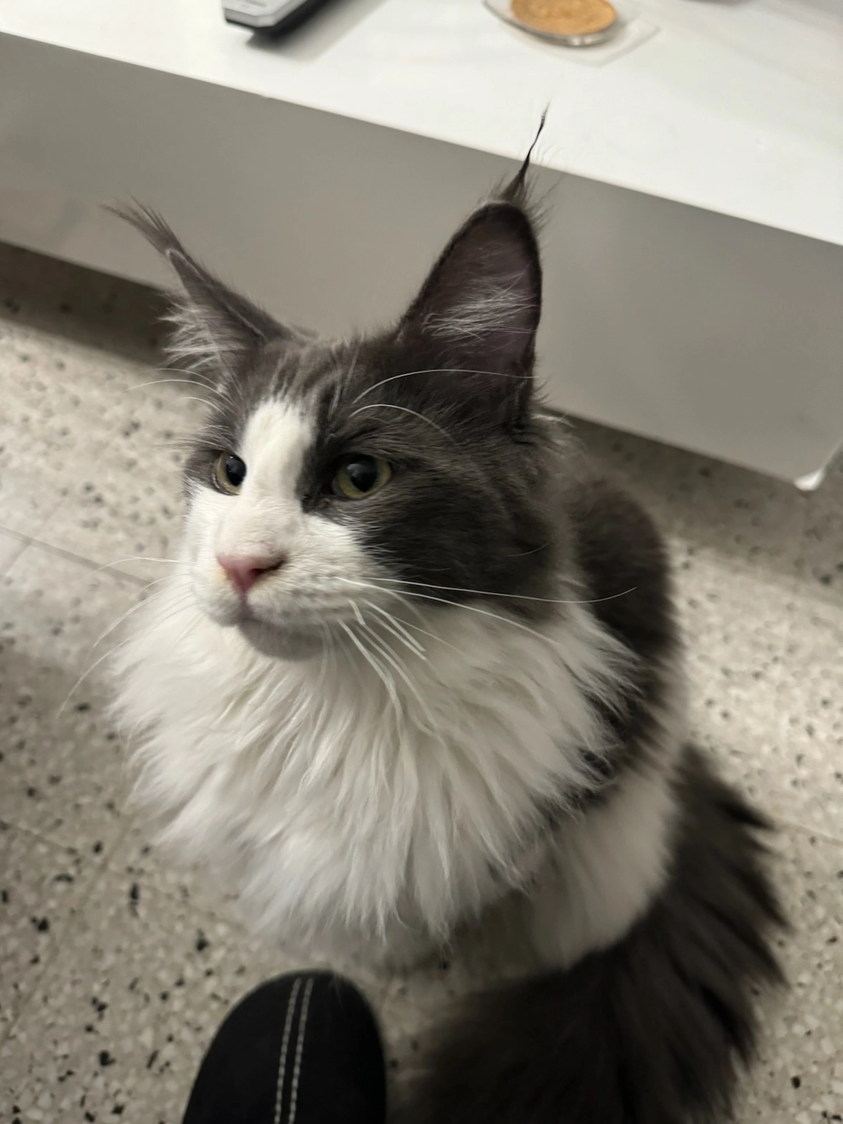 Ulyss - 17 Rue des Vignes, Pollestres