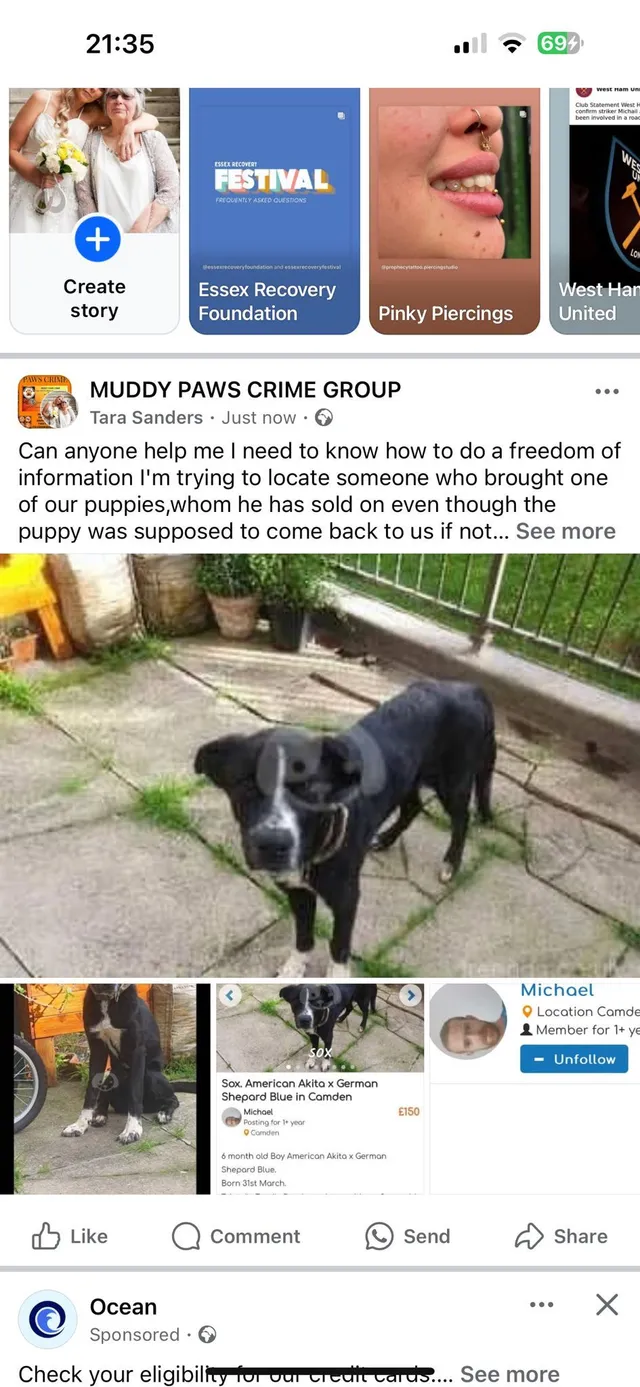 Sox aka little Bear - Camden Road, London