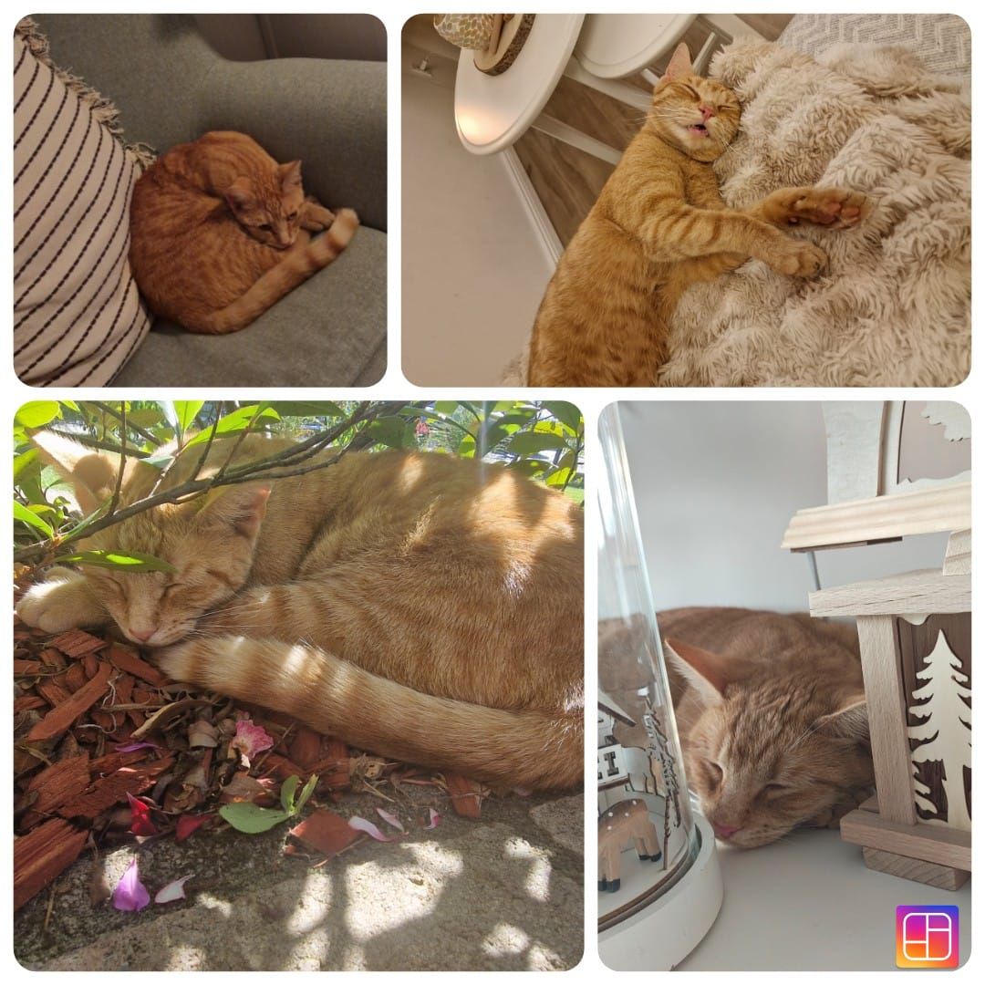 Mila - Vor Dem Mahrholzberg, Ilsenburg