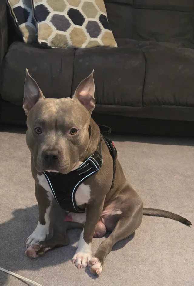Boss - Misty Groves Cir, Morrisville