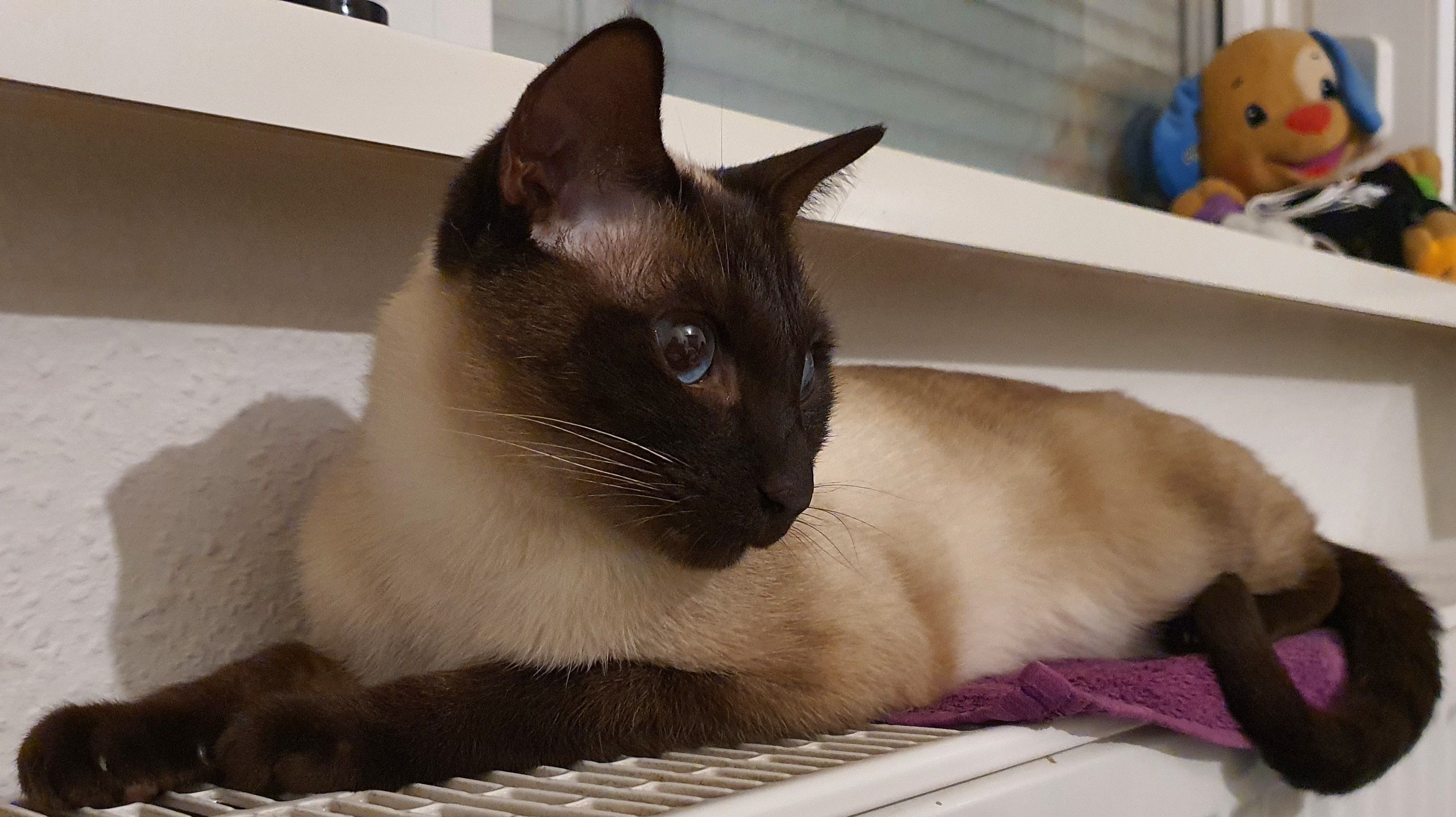 Luke - Petersberger Straße, Fulda