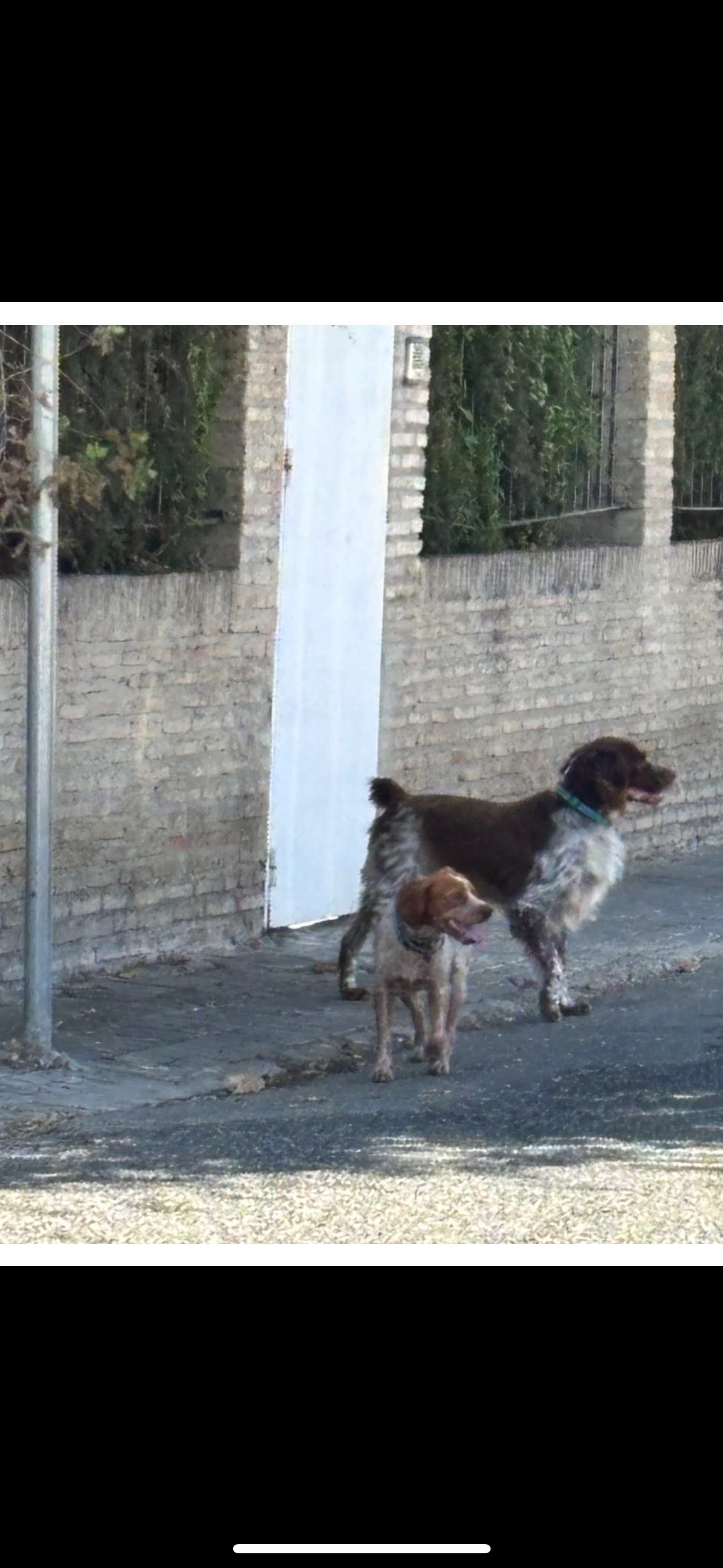 Bela  - Calle Conde Osborne, Sevilla
