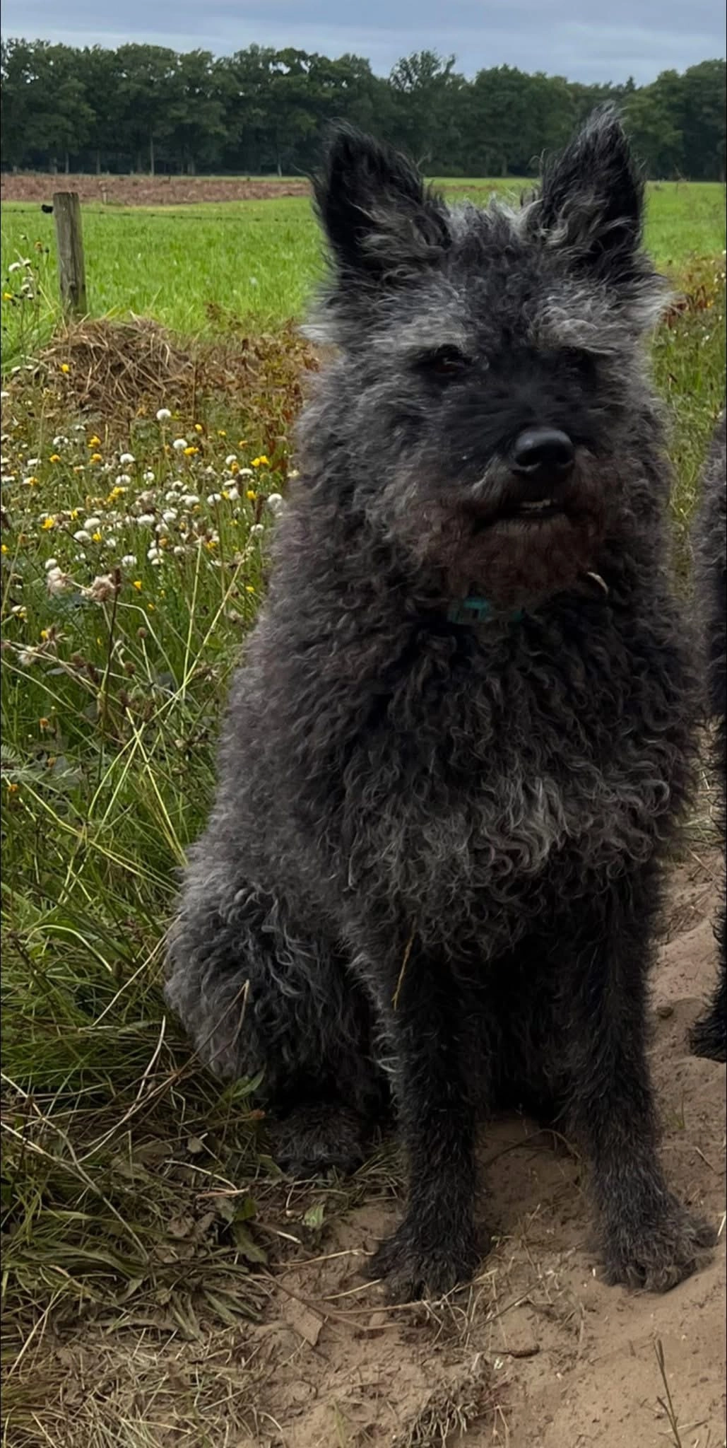 Jip - Van Deinsestraat, Borne