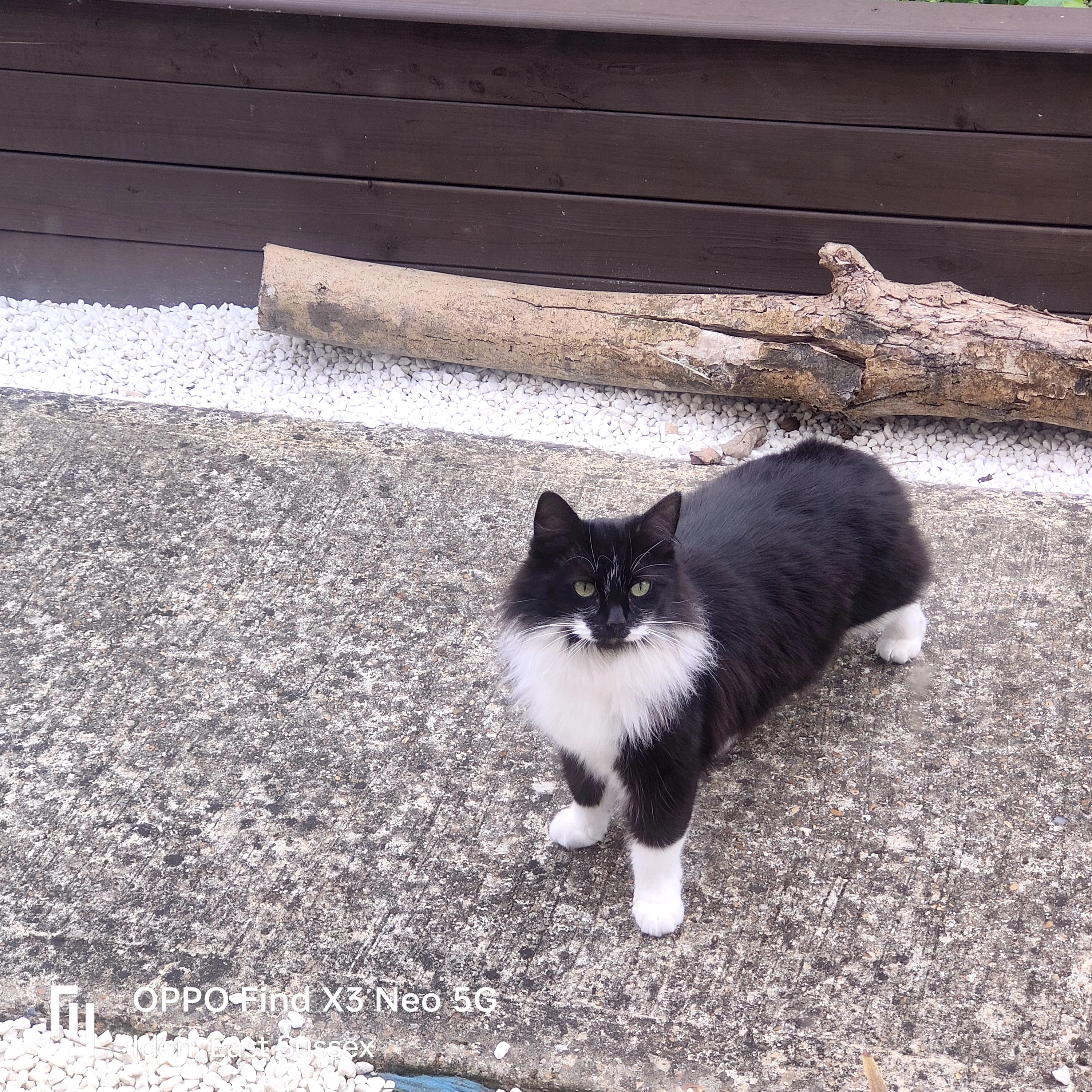 Luna Sanchez - 15 Elms Mead Cattages, Iden,Rya.Uk.