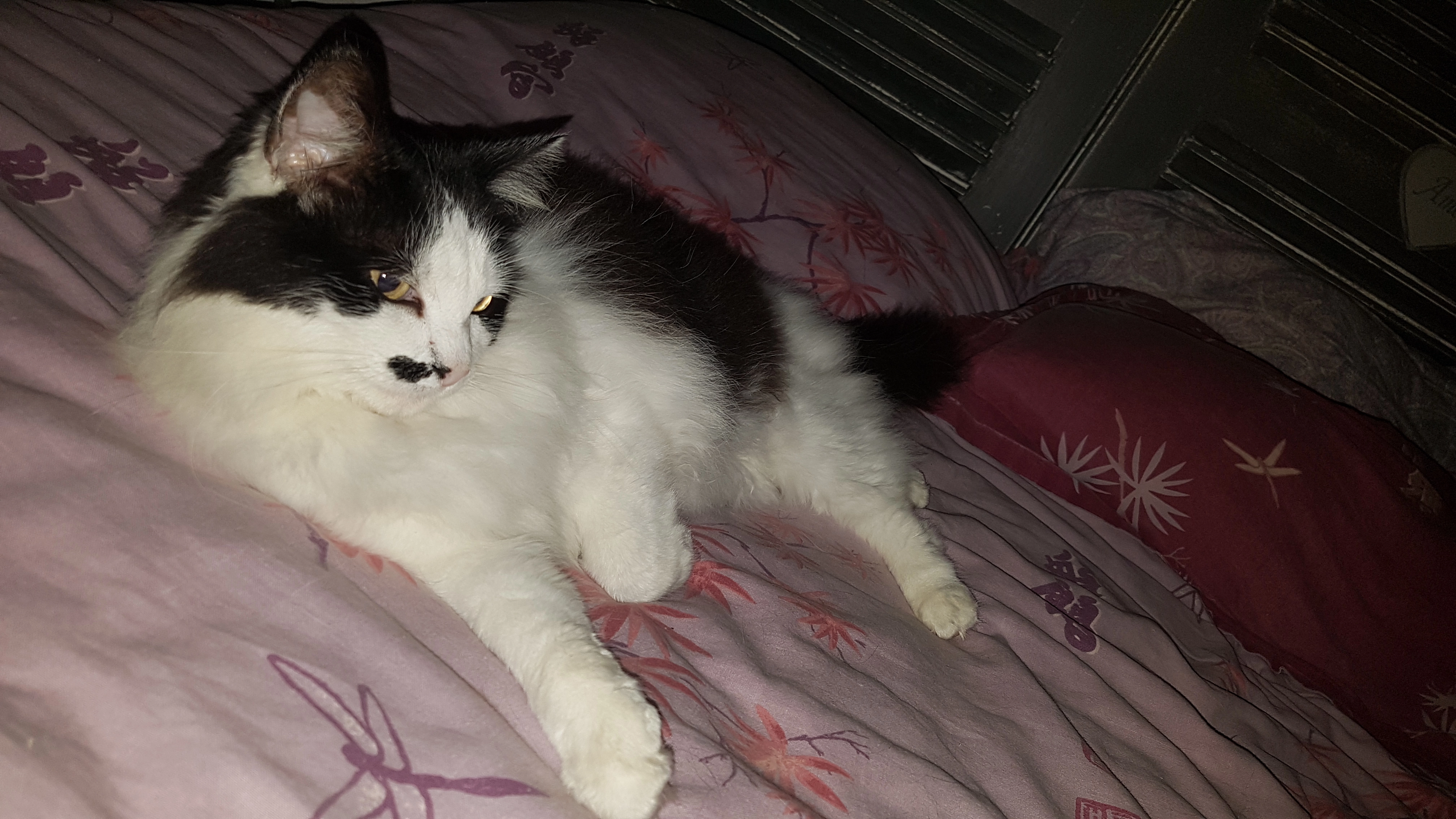 BELLA - Rue de la Fontaine, Saint-Hilaire-de-Riez