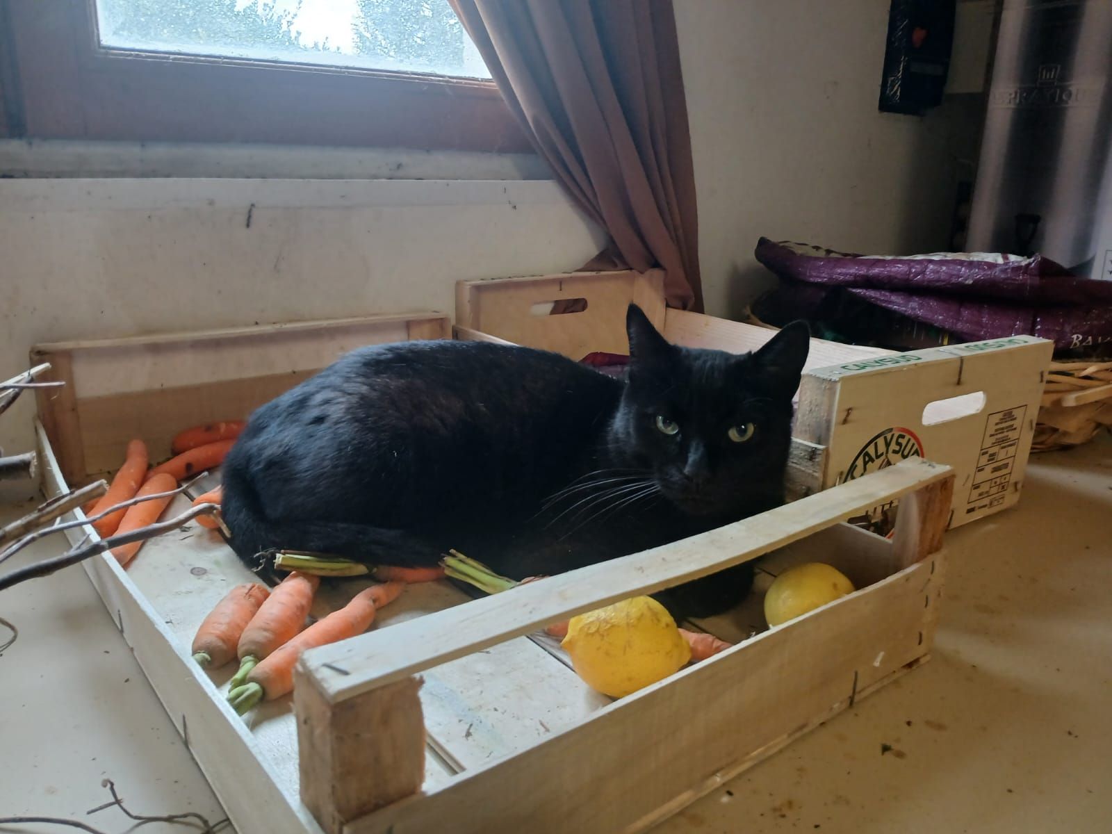 cassis - Route de Cos, Lamothe-Capdeville