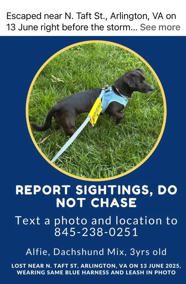 Alfie/Alderson - 1200 Fort Myer Dr, Arlington