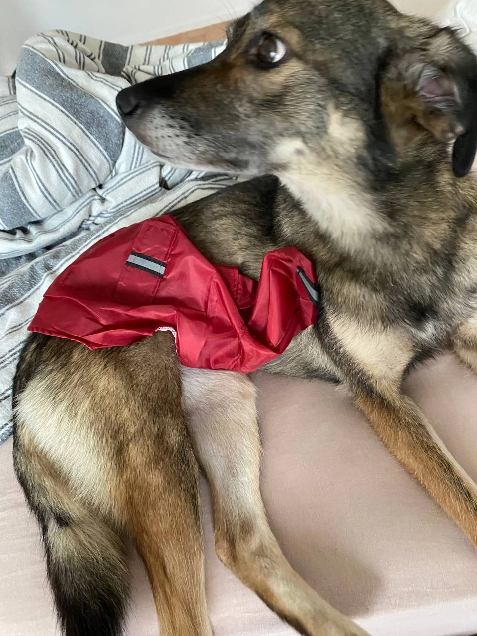 Panda - Vogelweide, Halle