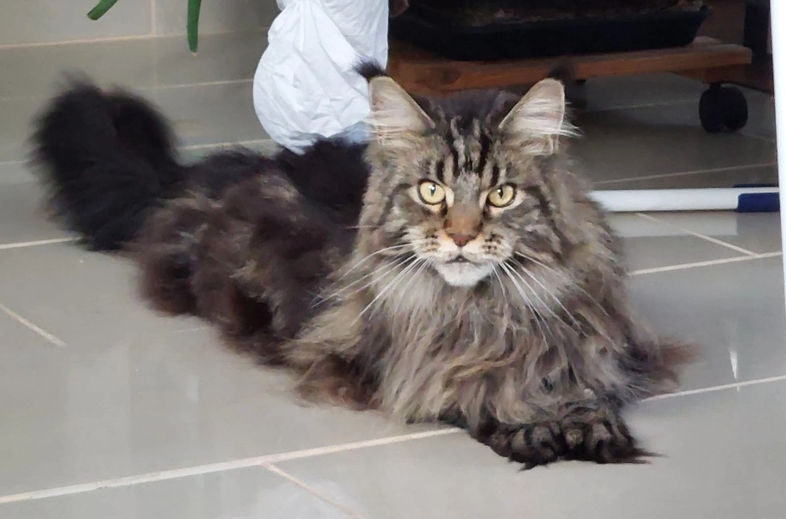 Sirena  - Himberger Straße, Ebergassing