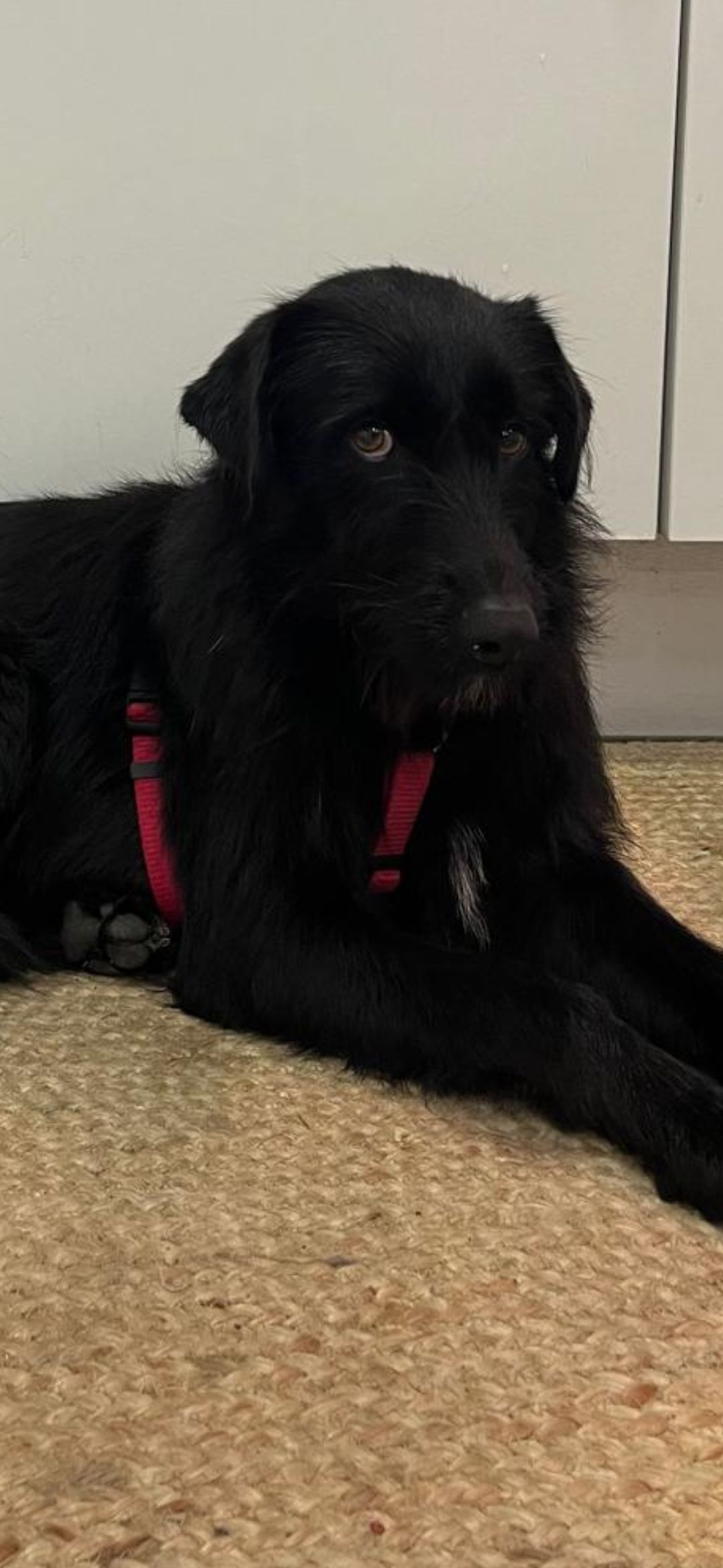 Açorda - Estrada da Luz, Lisboa