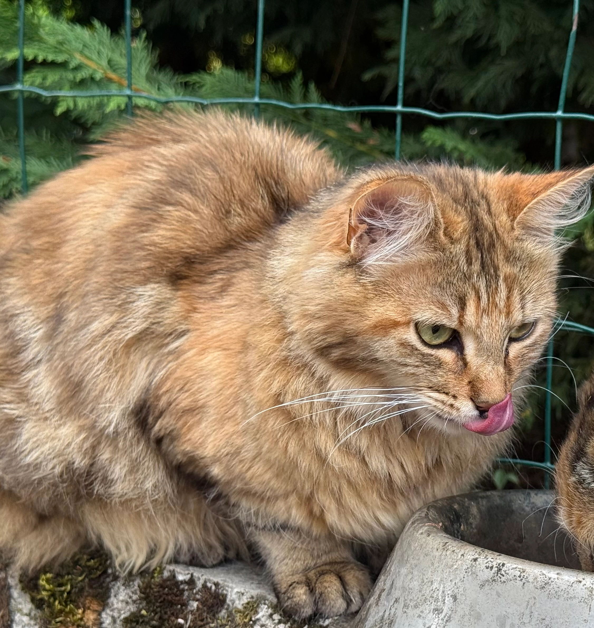 Meo - Rue De L'église, Épagny