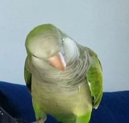 Jackie  - Waverly Avenue, Greystones