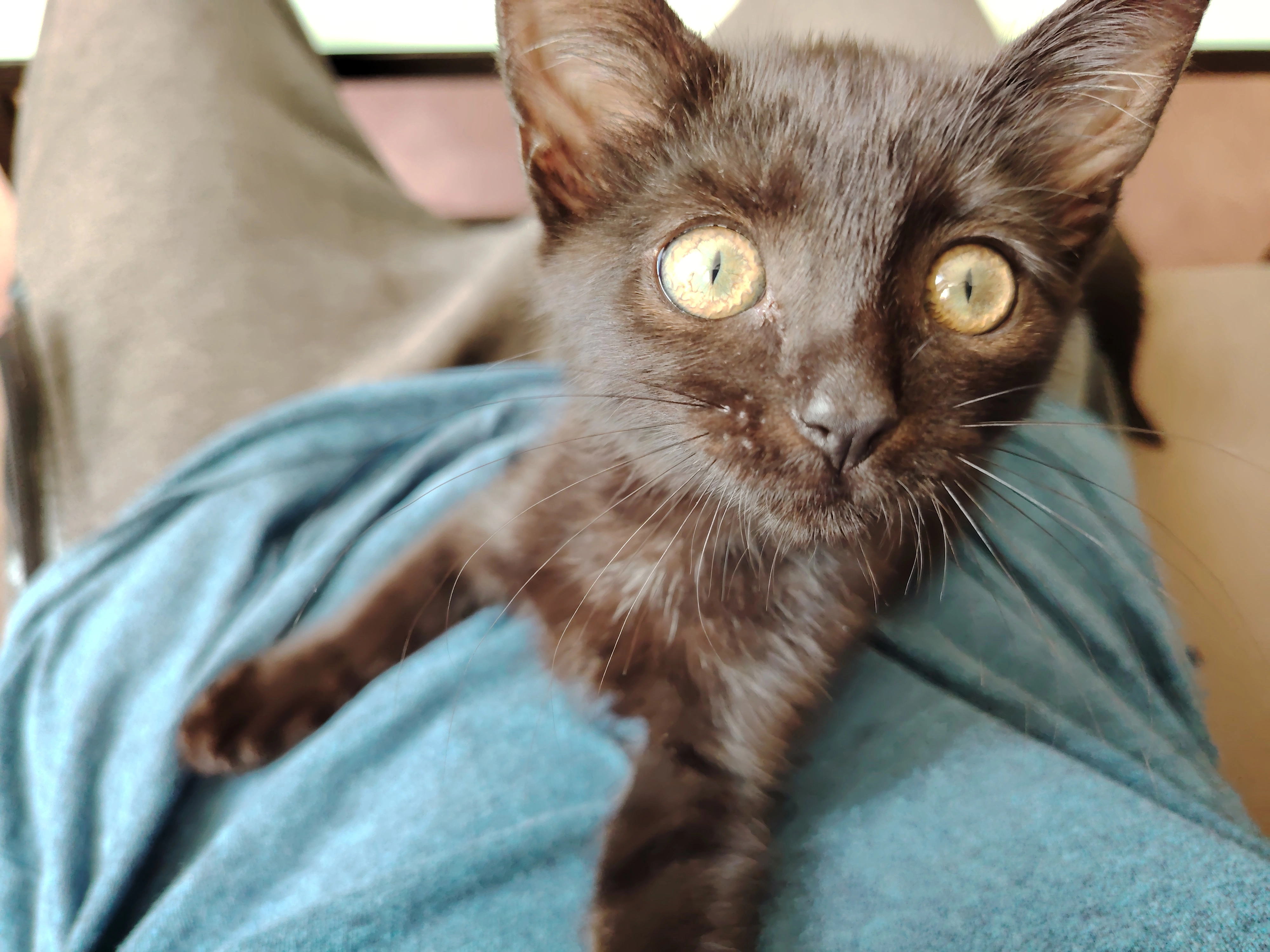 Peachoune  - 378 Rue du Père Adam, Ornex