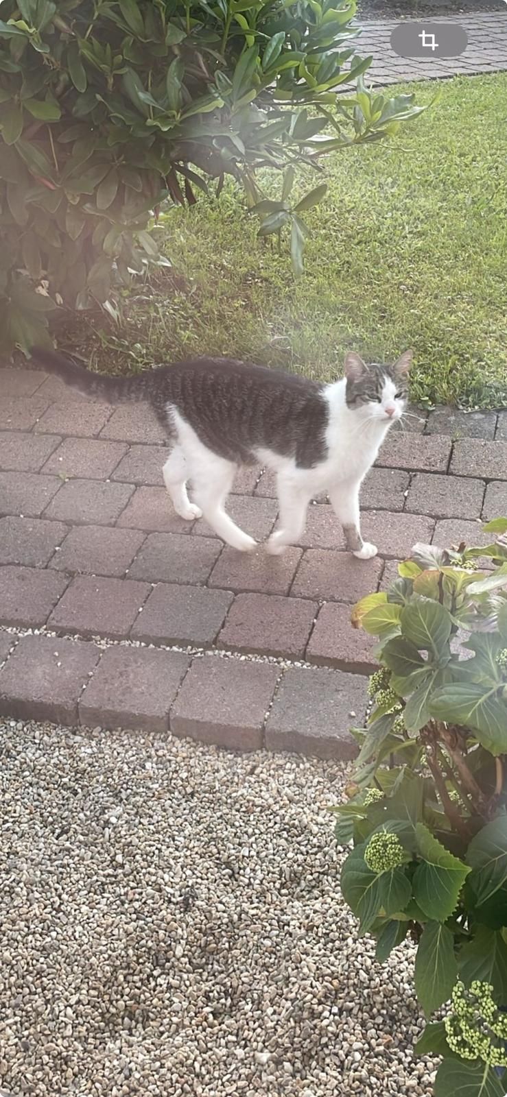 Mylo - Auf Häckelsberg, Fell