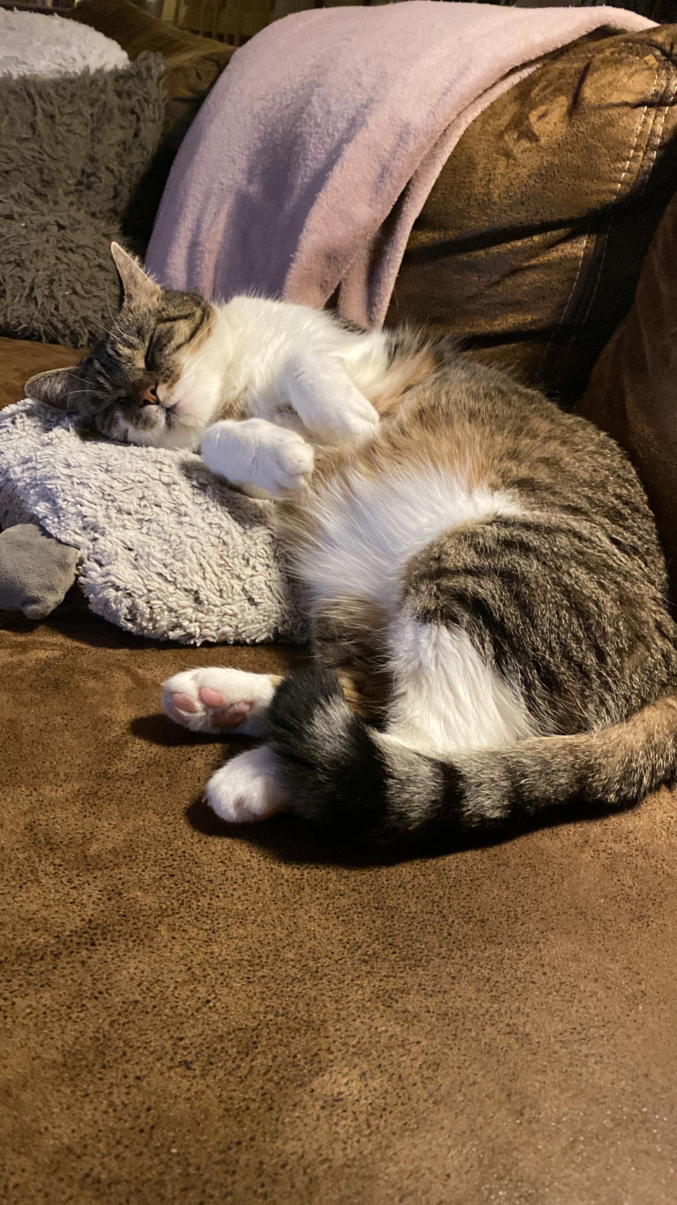 Molly - Am Feldrain, Dürrröhrsdorf-Dittersbach