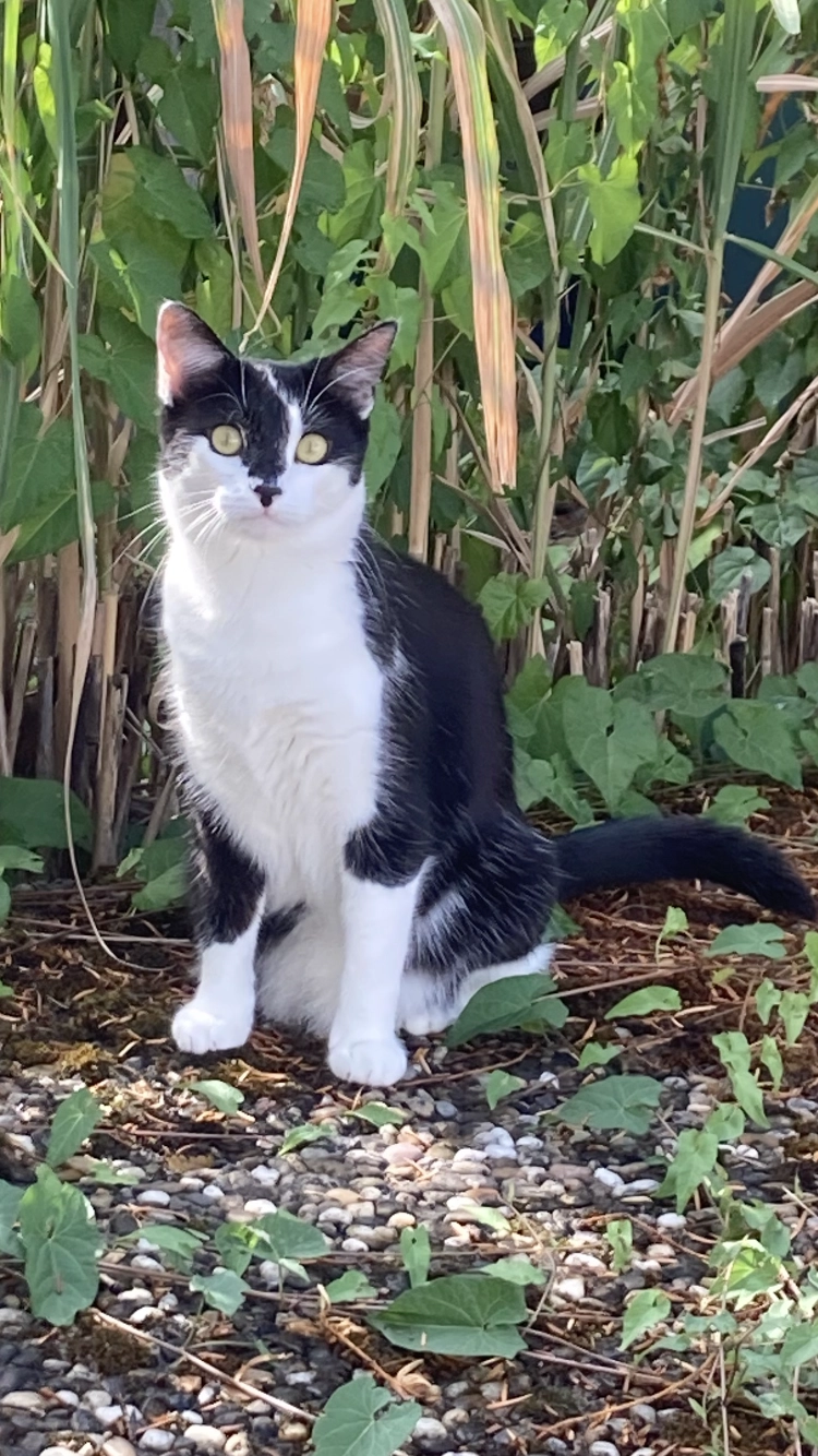 Lucy - Marienbader Straße, Regensburg