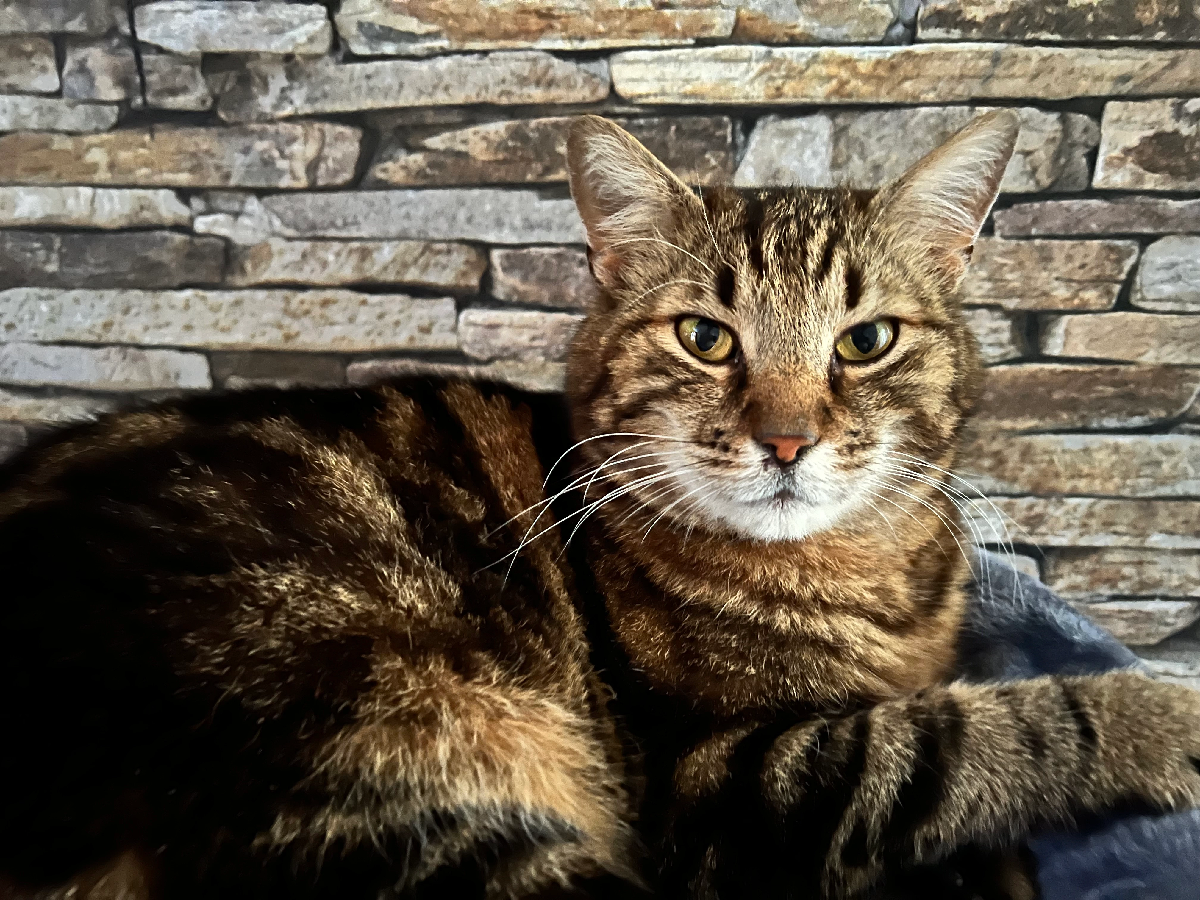 Lucky - Weidenstraße, Vorchdorf