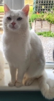 Beans - Y21, Bunclody