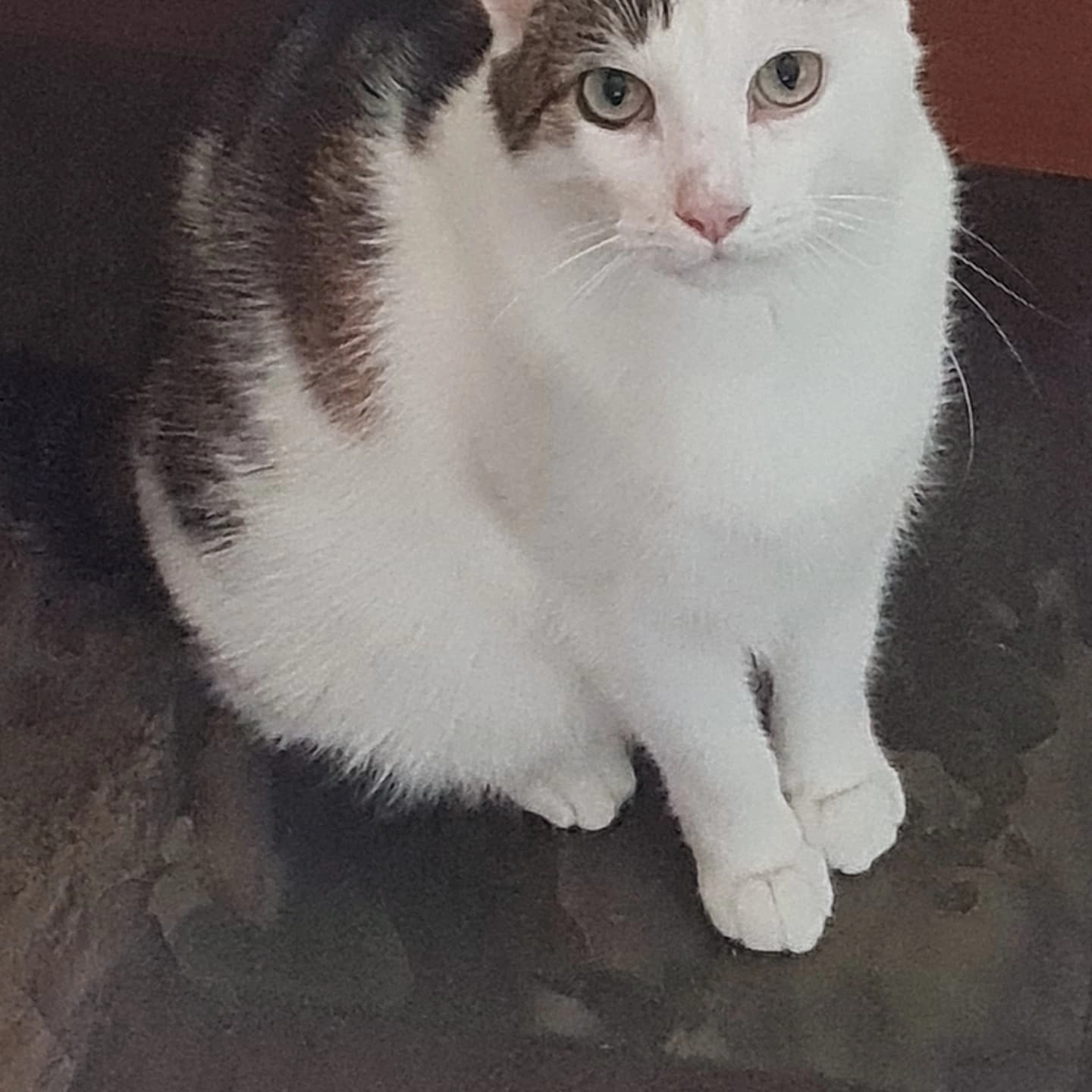 Mickey - Gaffel, Nijkerk