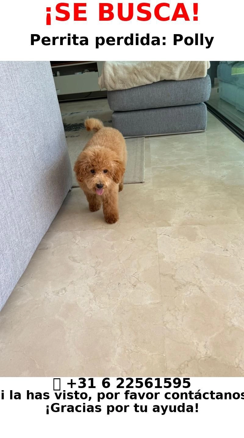 Polly - Calle Avutarda, Mijas