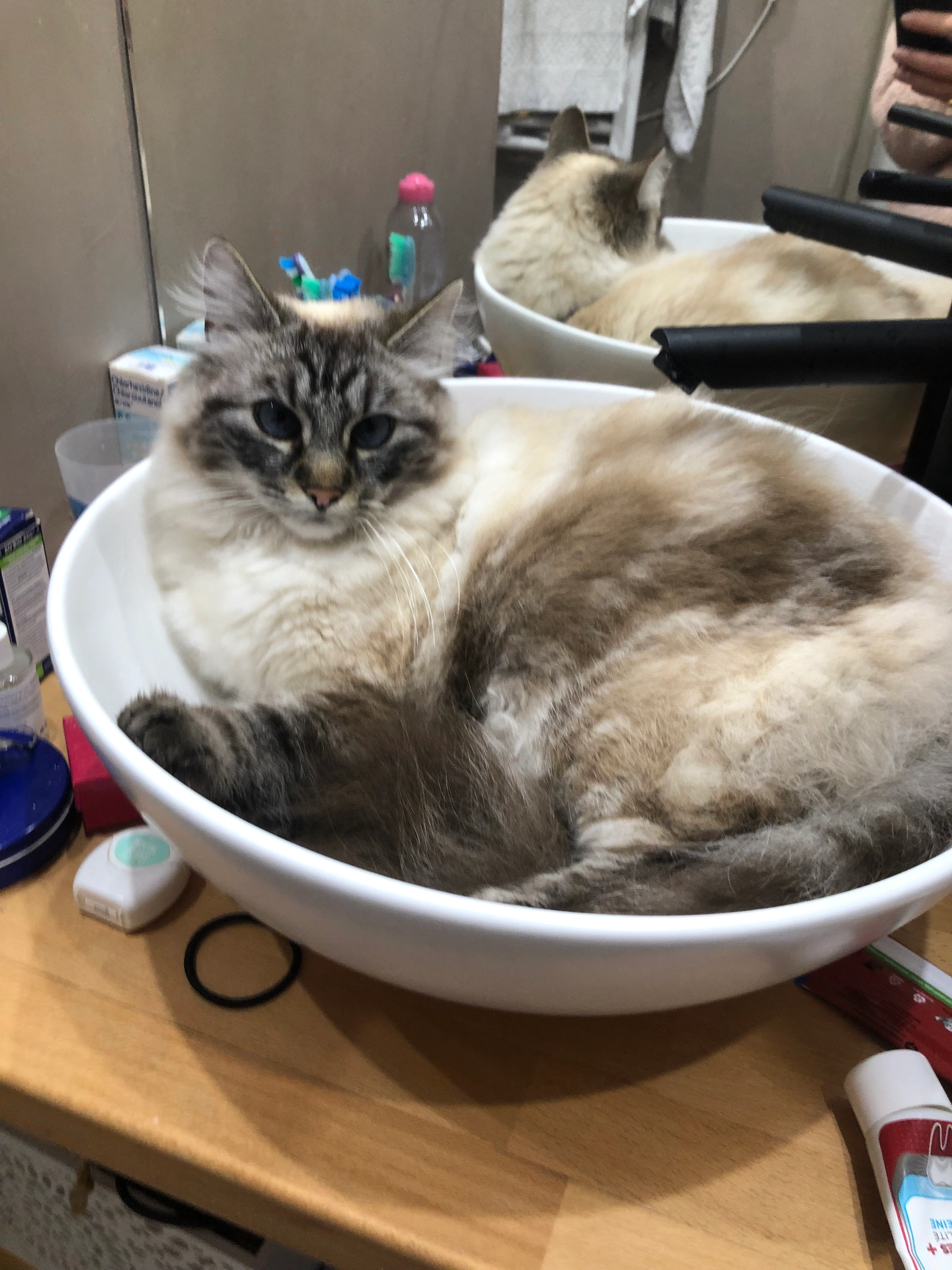 Popi - 66 Avenue de Guerland, Paimpol