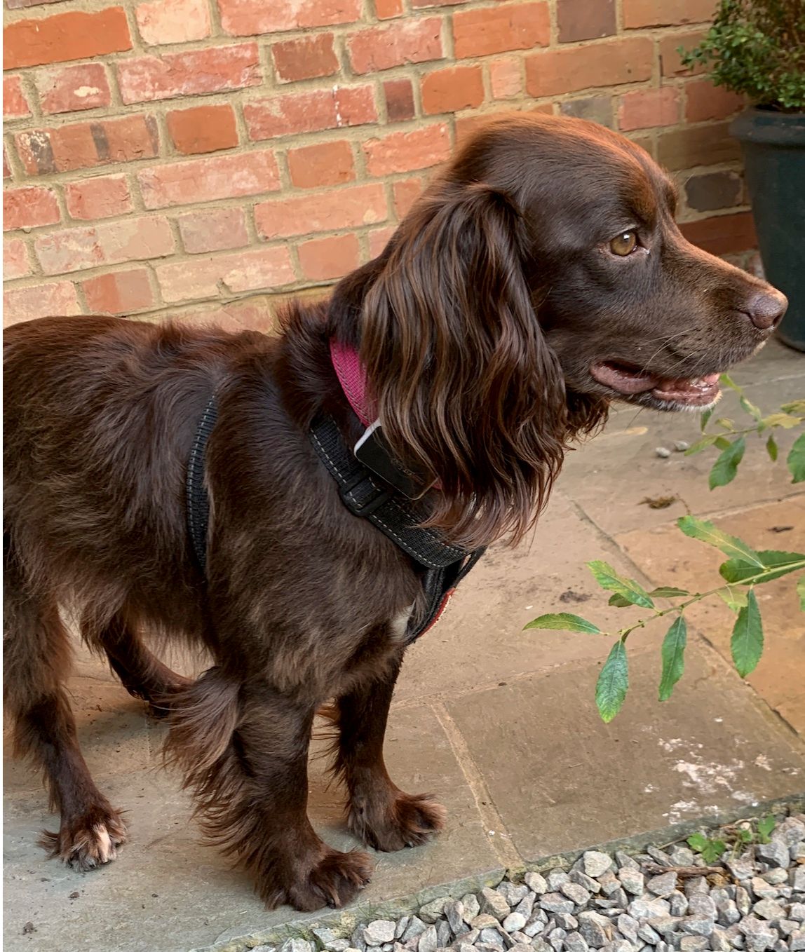 Luna - Swain Road, Tenterden