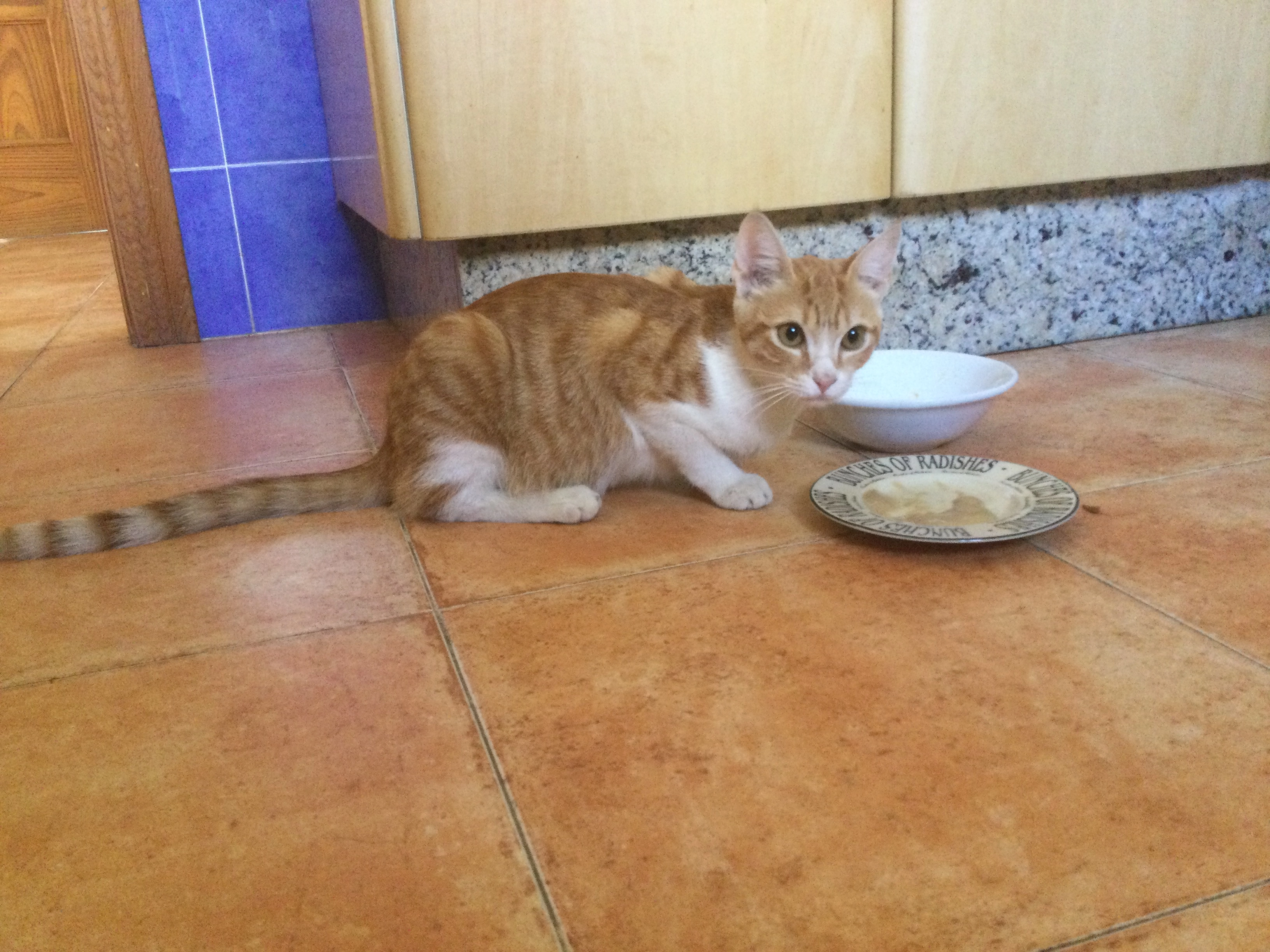 Ginge - Calle Limoneros, Los Gallardos