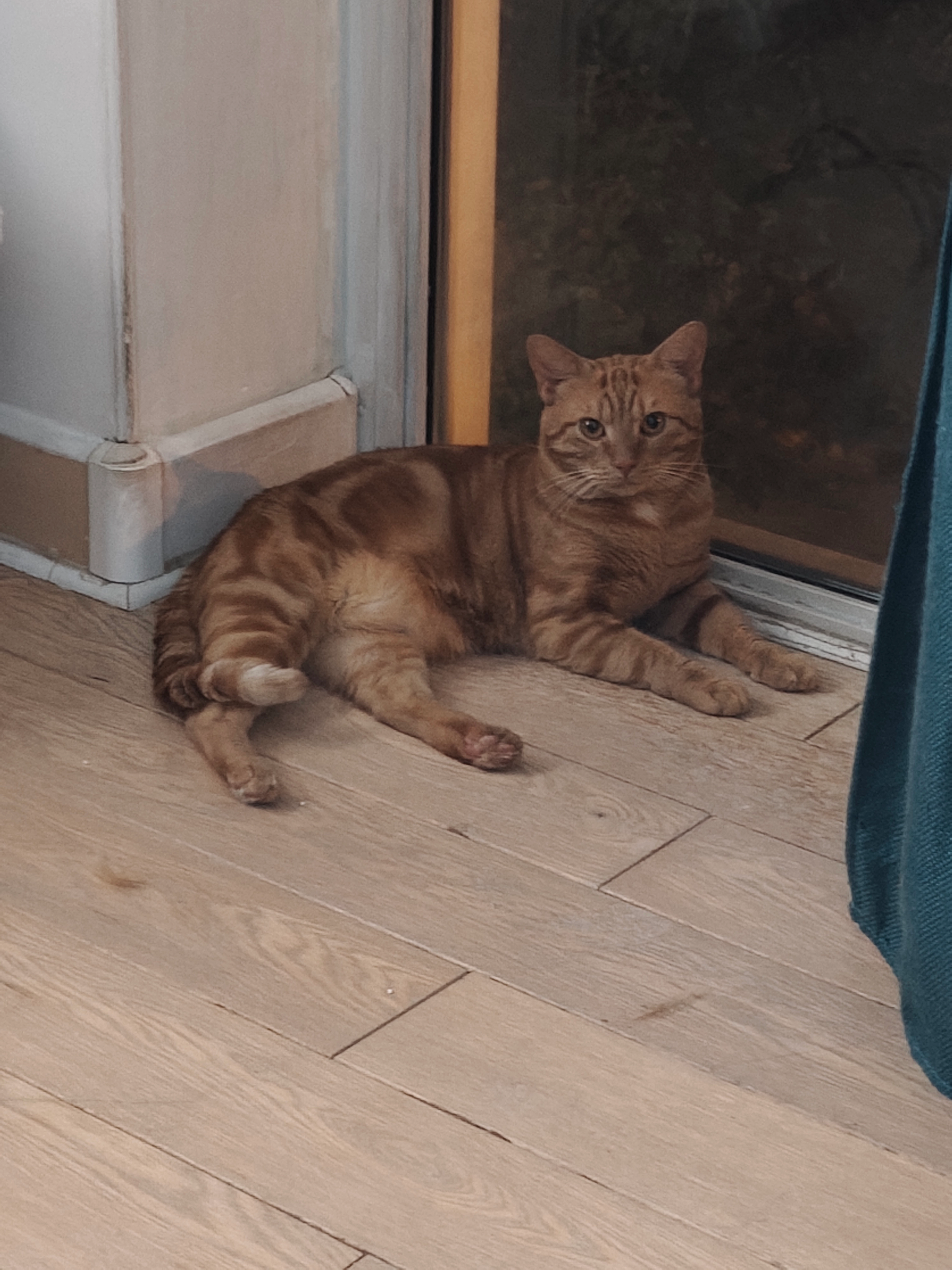 Rokette - Rue Du Docteur Schweitzer, Poissy