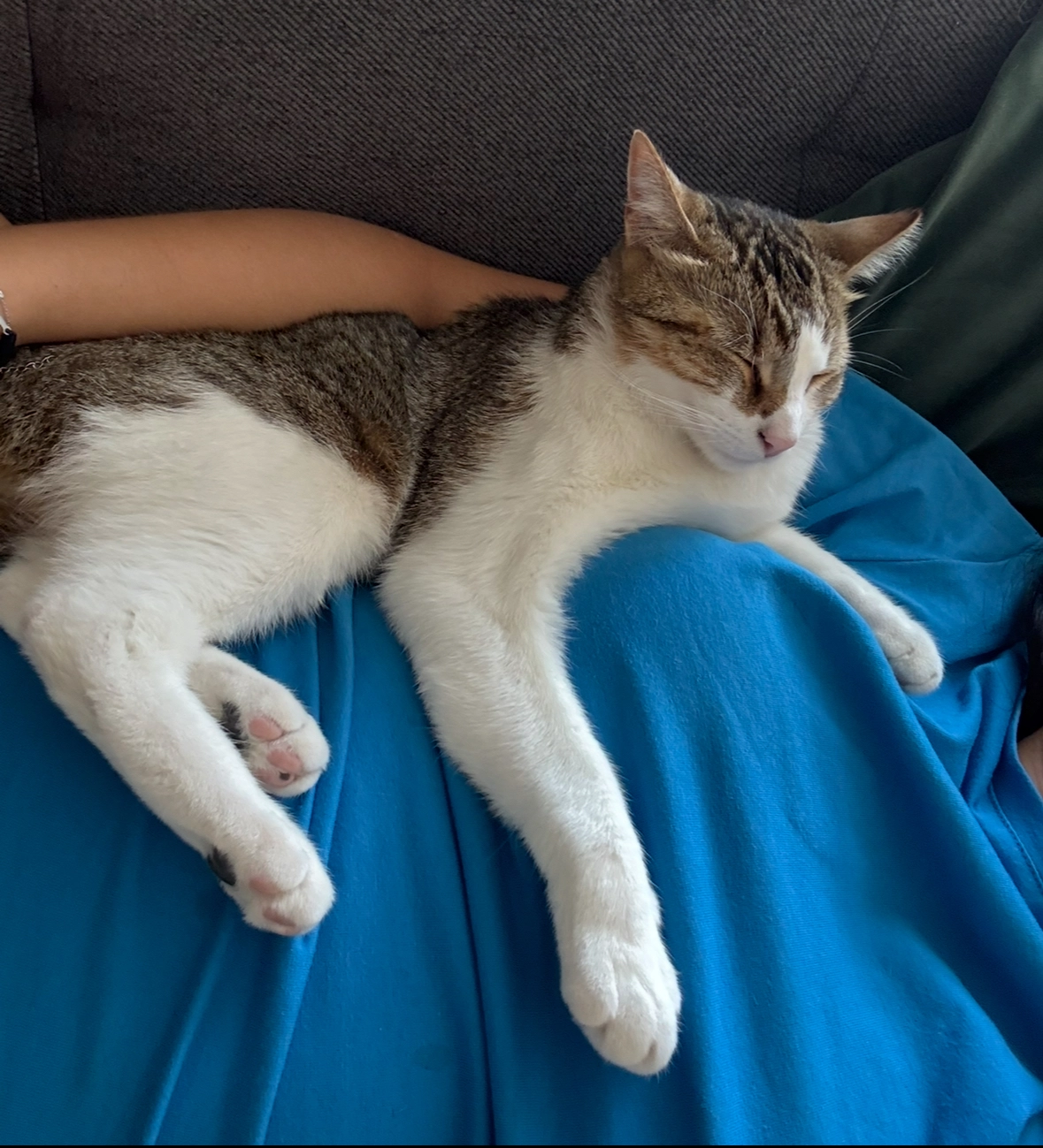 Gigi  - Boulevard Maréchal Joffre, Le Puy-en-Velay